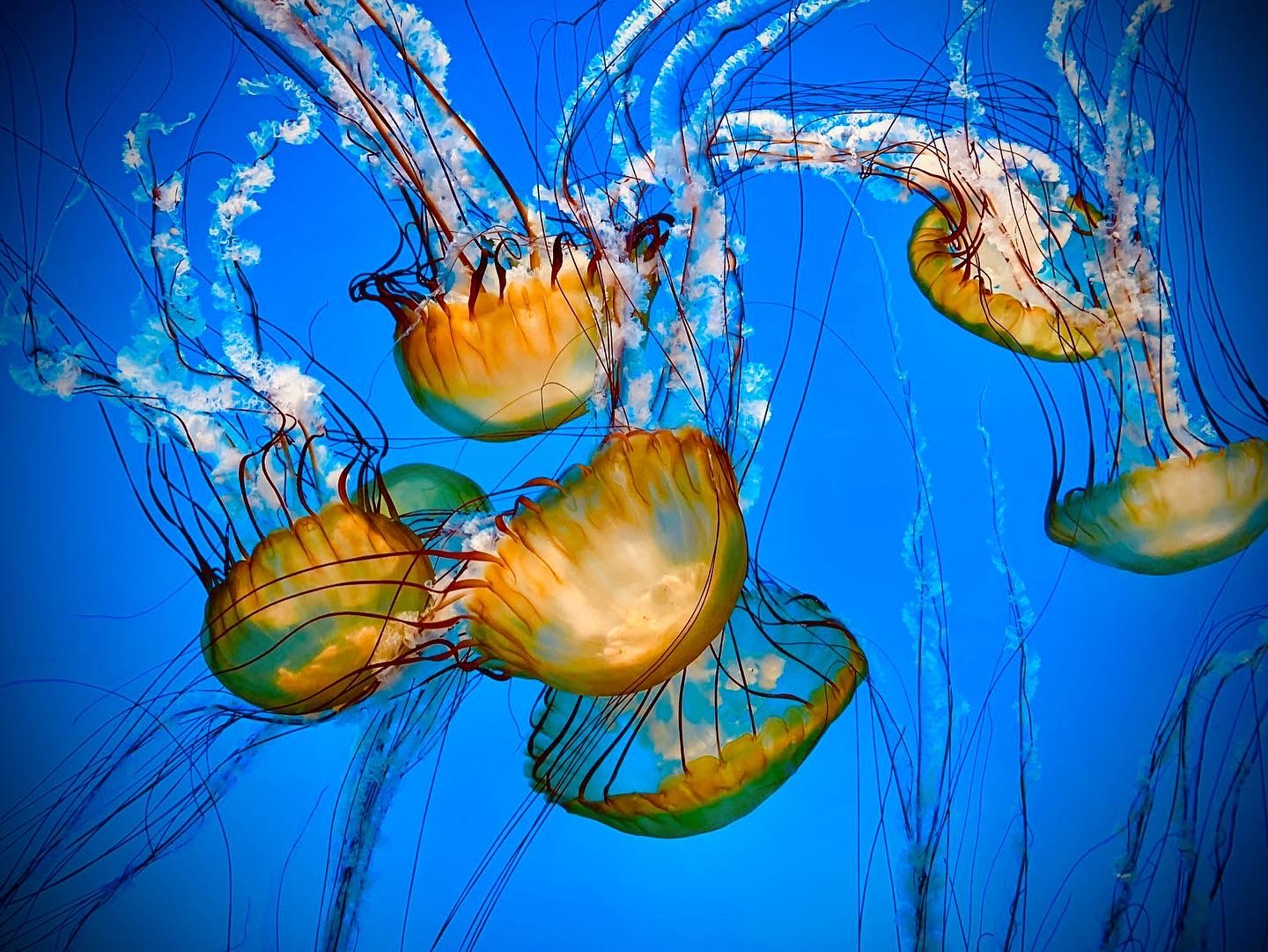 Vibrant orange jellyfish floating in deep blue water with trailing tentacles.
