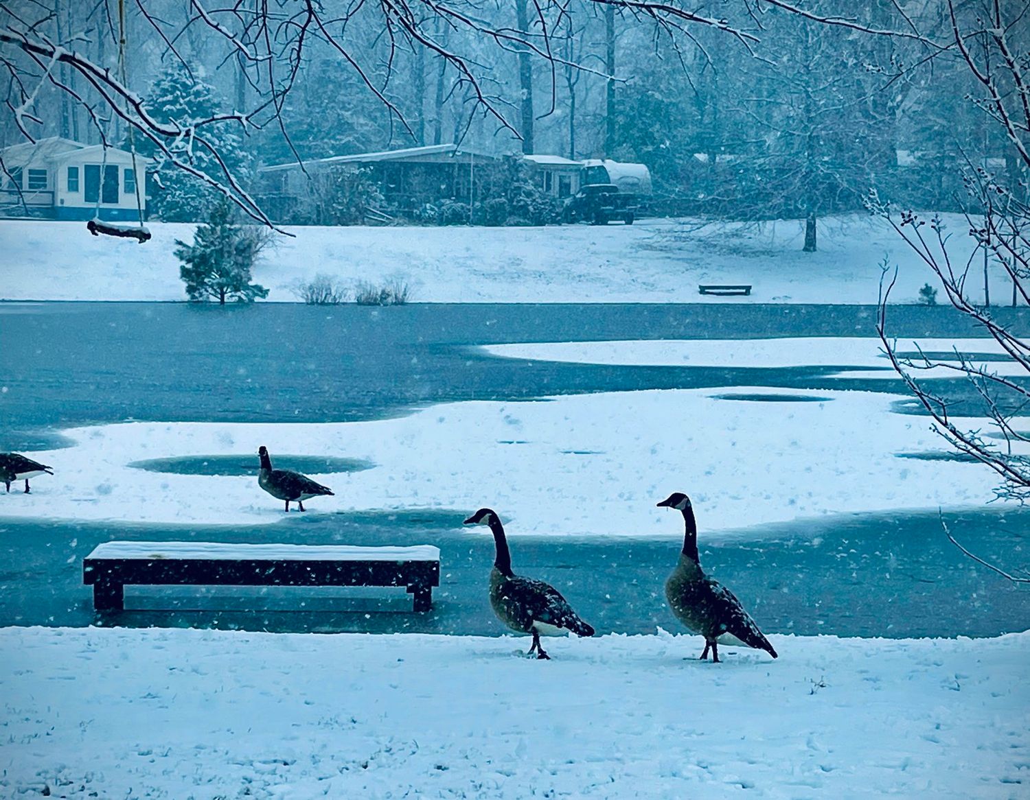 Canadian geese standing in snowy winter landscape near frozen pond.