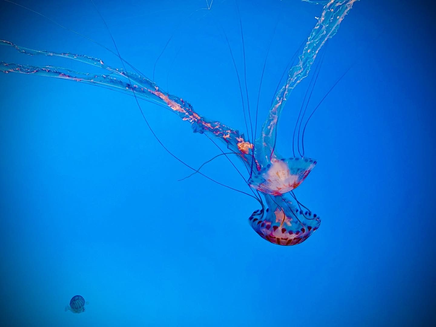 Translucent purple jellyfish floating gracefully in bright blue water.