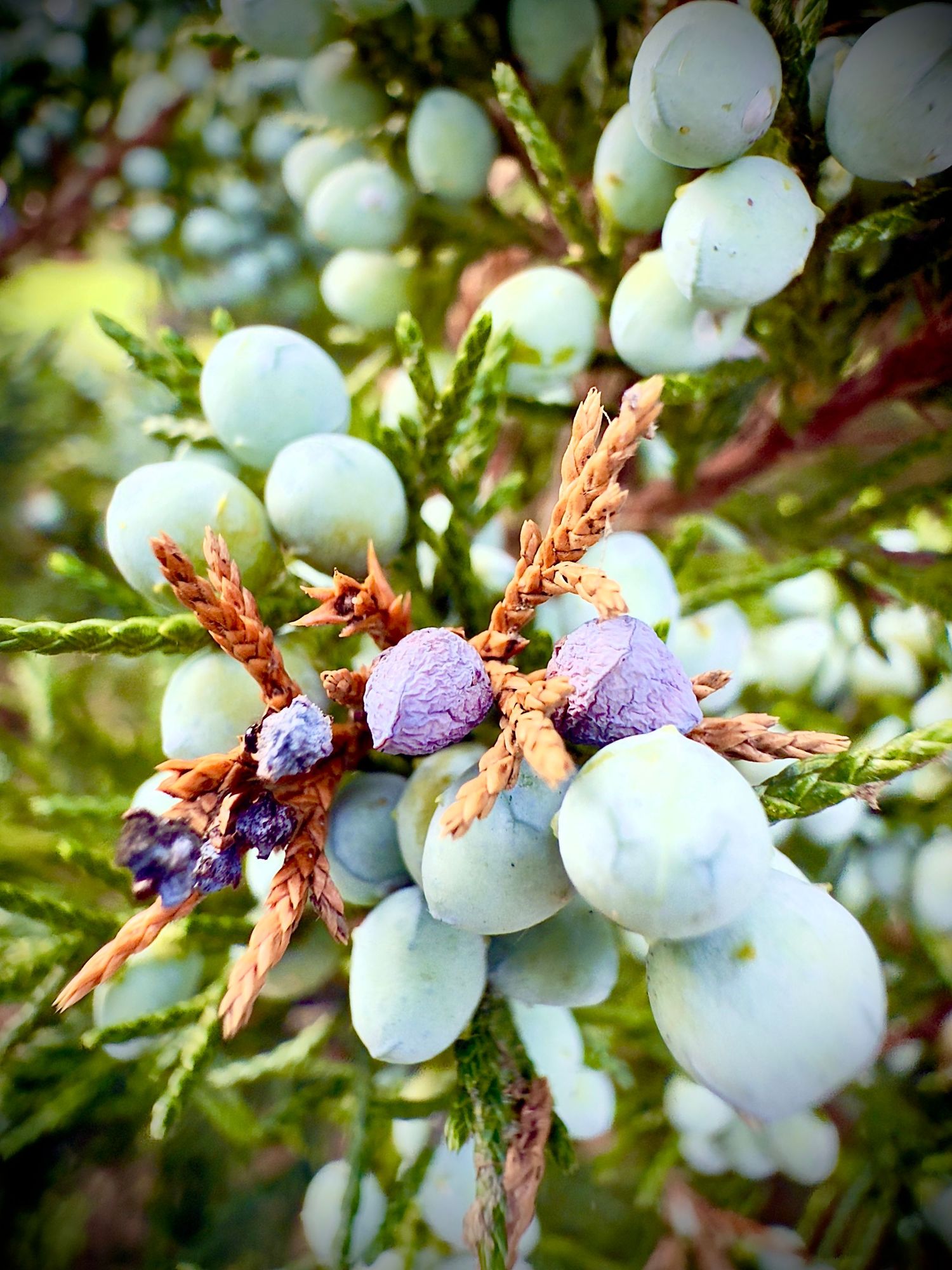 Close-up of white berries and purple flowers growing on branches.