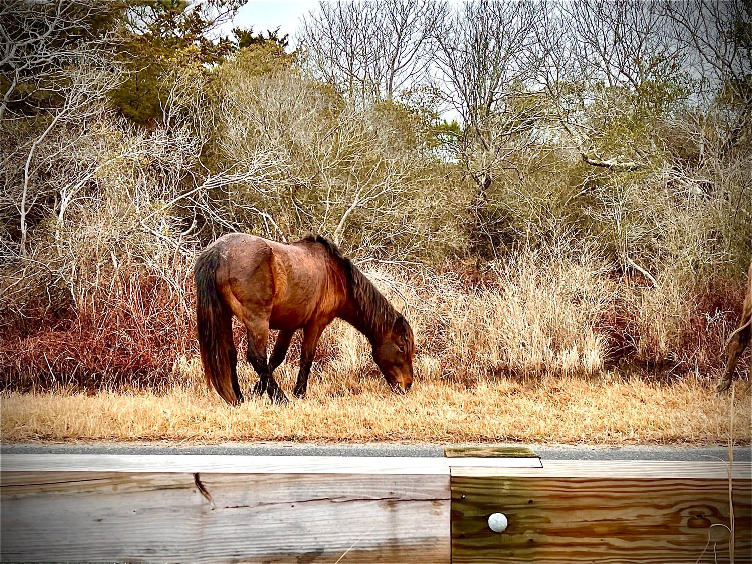 A wild horse grazing in dried grass near a frozen pond during winter.