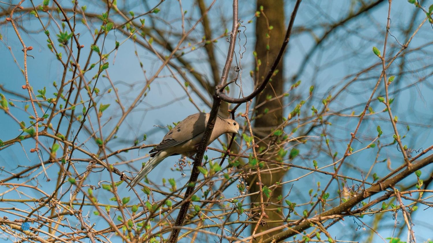 A small brown bird perched among budding spring branches against a bright blue sky.