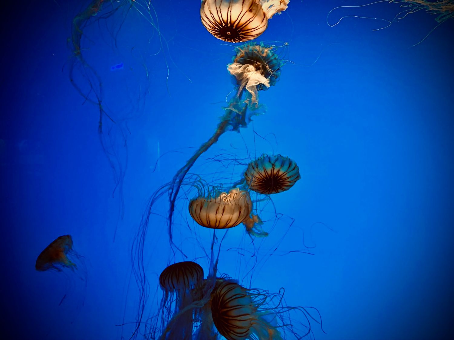 Orange jellyfish floating against deep blue background in underwater scene.