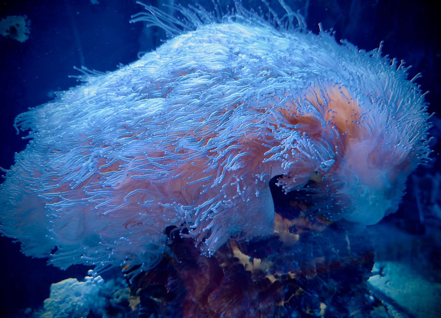 Abstract blue and white swirling patterns create an ethereal underwater effect.