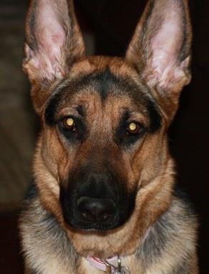 A German Shepherd dog with alert ears and intense amber eyes in a close-up portrait.