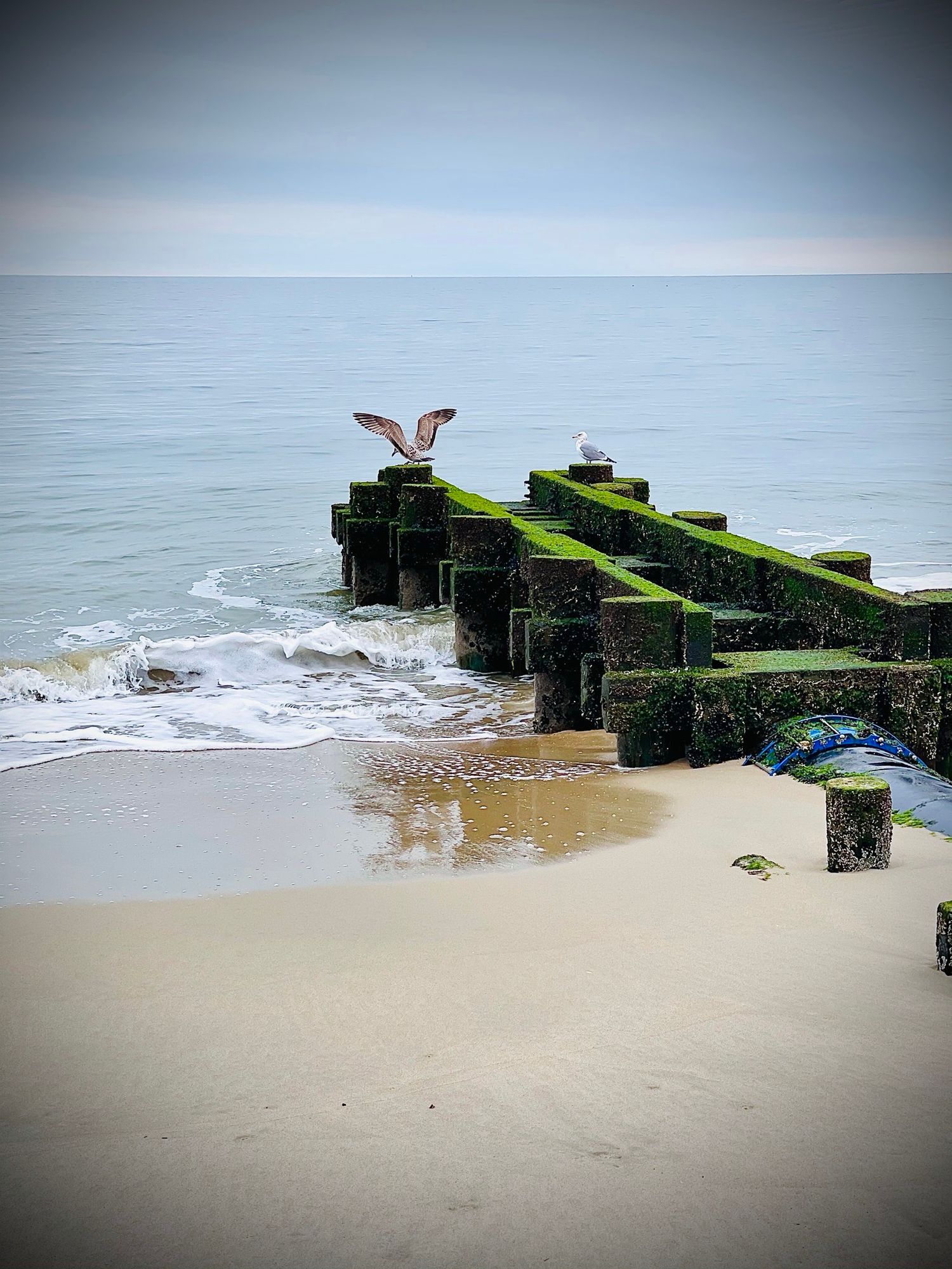 A seagull perched on moss-covered wooden pilings extending into the ocean.