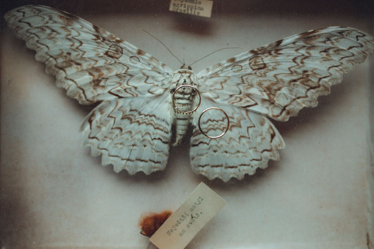 A delicate white and brown butterfly specimen mounted in a vintage style display case with tags.