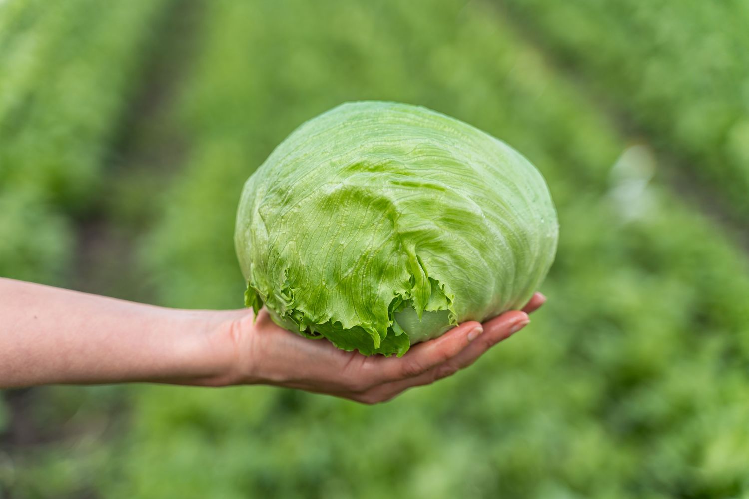Hand holding a fresh green iceberg lettuce head above a lush lettuce field in soft focus background.
