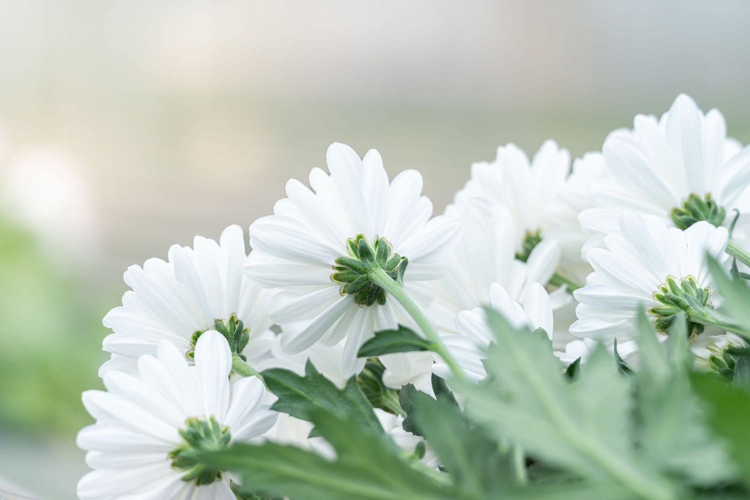 White daisies in soft focus creating a delicate floral border.