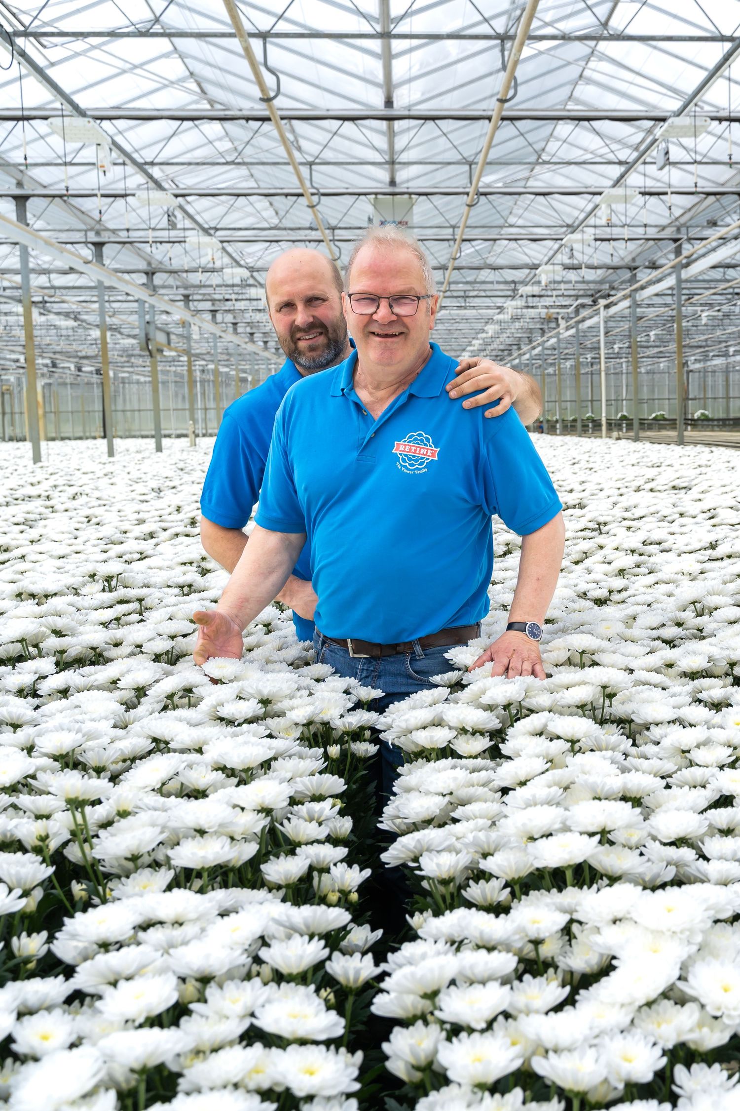Greenhouse interior filled with rows of blooming white chrysanthemums under glass roof structure.