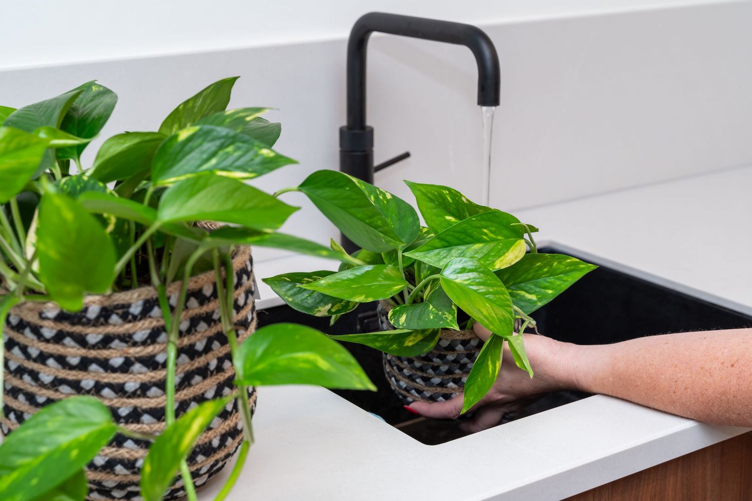 Product fotografie planten
