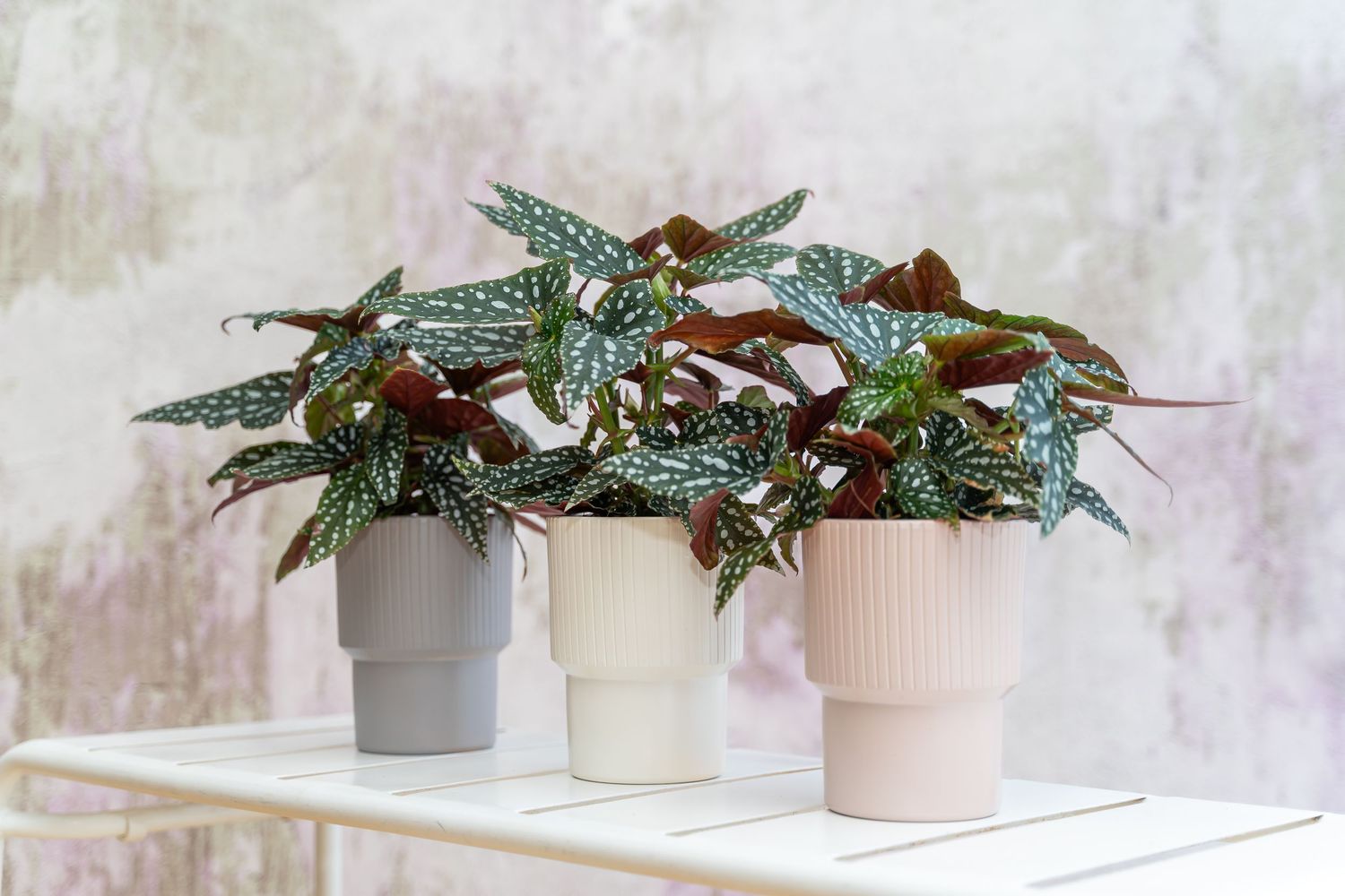 Row of decorative houseplants in white and pink pots arranged on white surface.