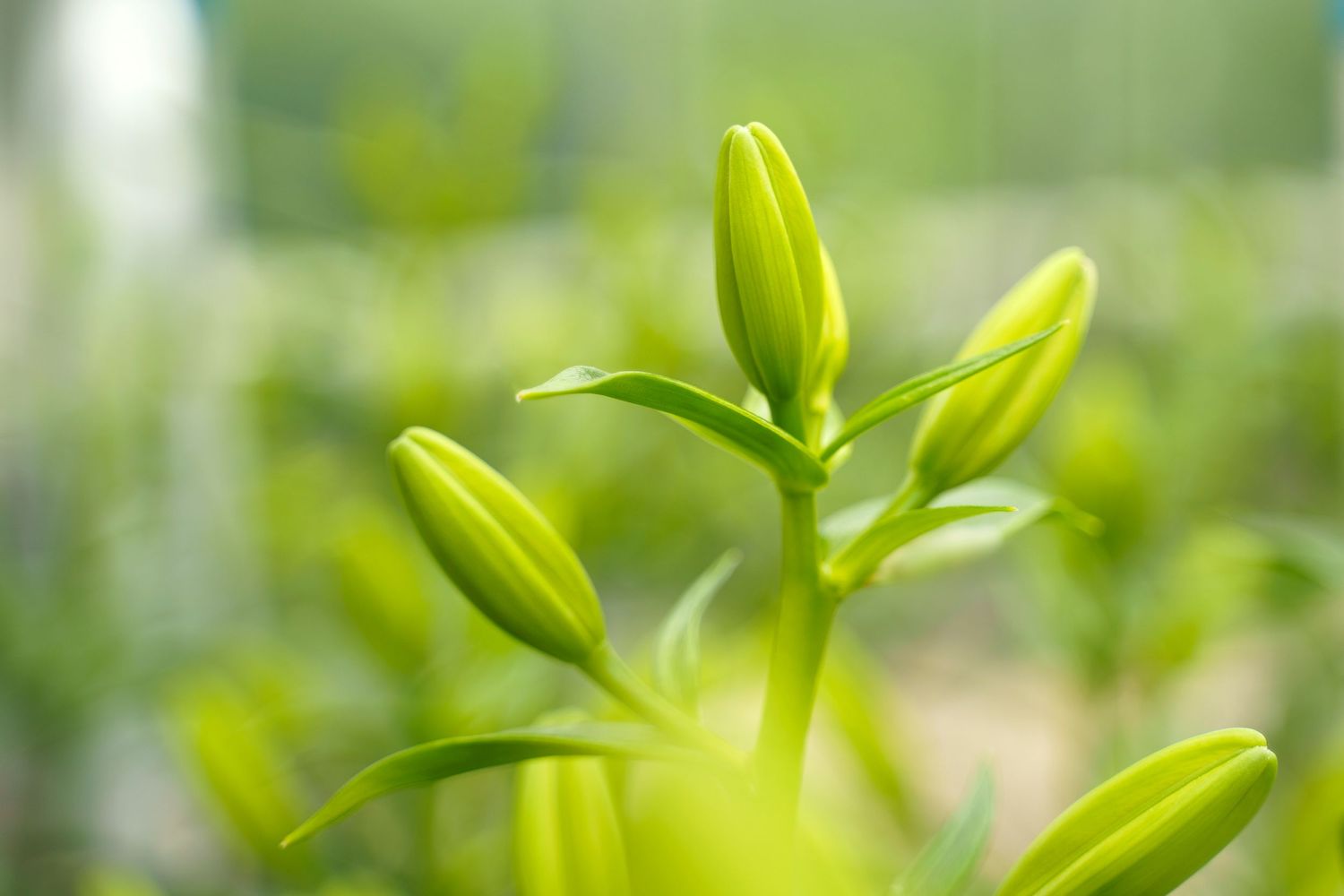 Fresh green plant sprouts growing in natural sunlight.