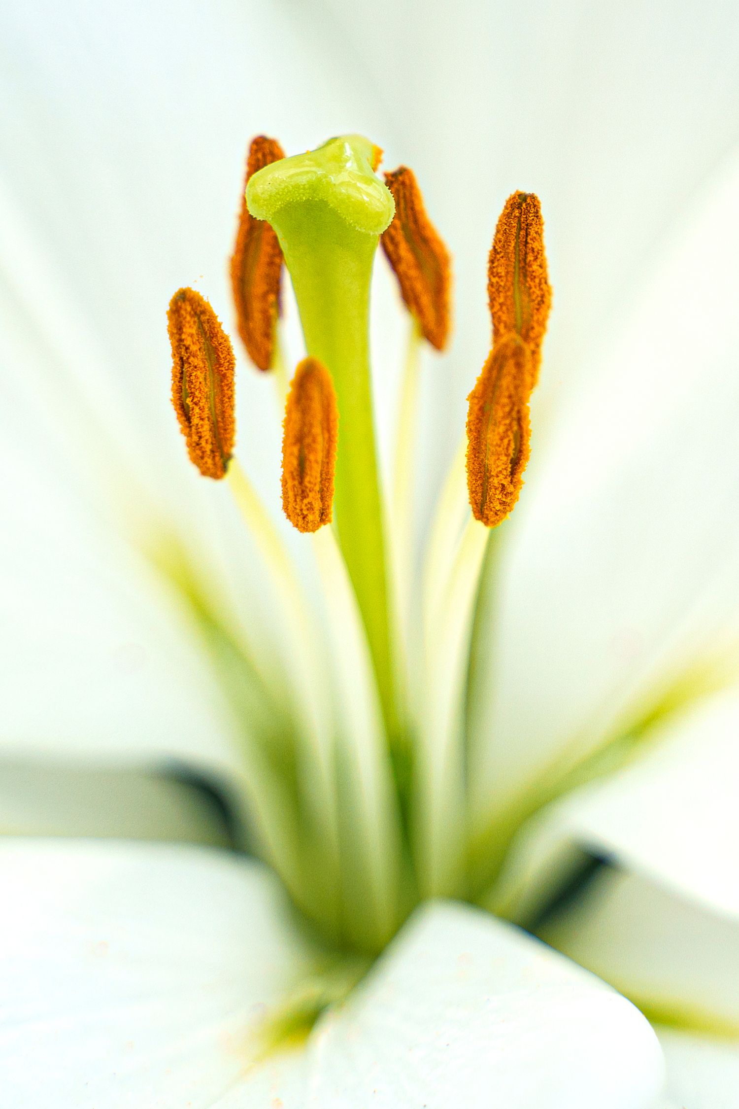 Close-up macro shot of white lily stamens and orange anthers against light background.