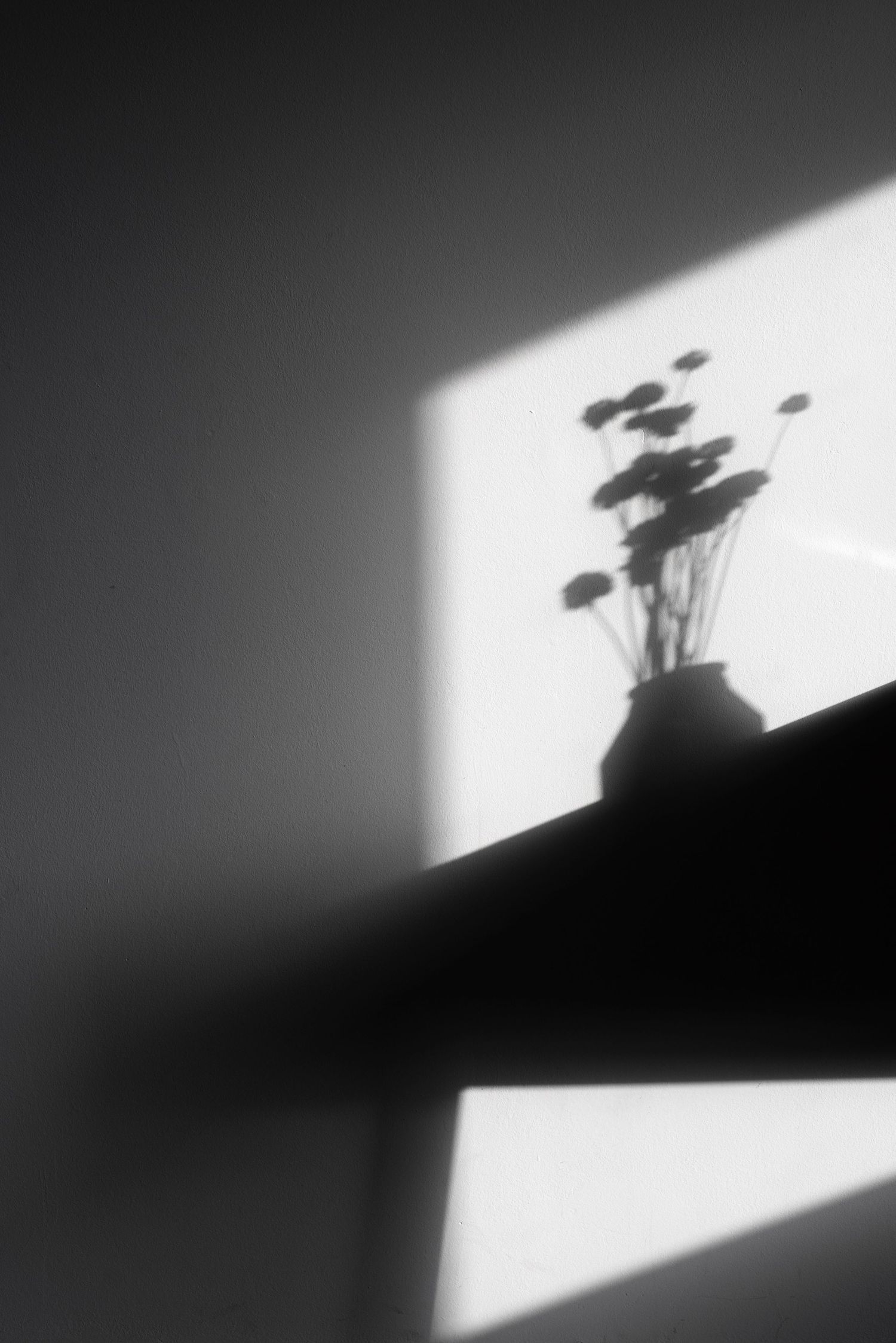 Artistic shadow of flower against a white wall in minimalist style