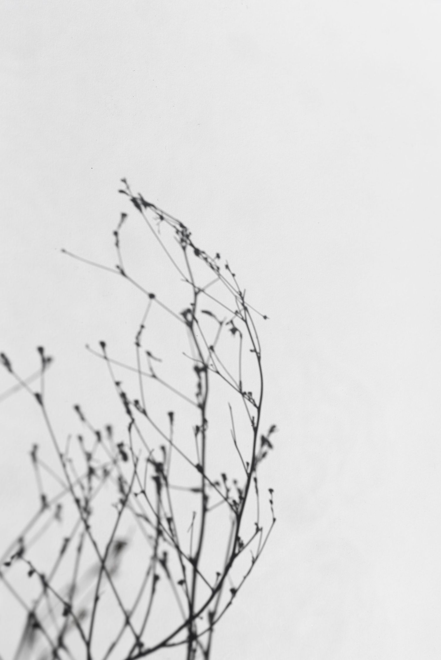 Abstract photo of wild grass with natural light and minimal background