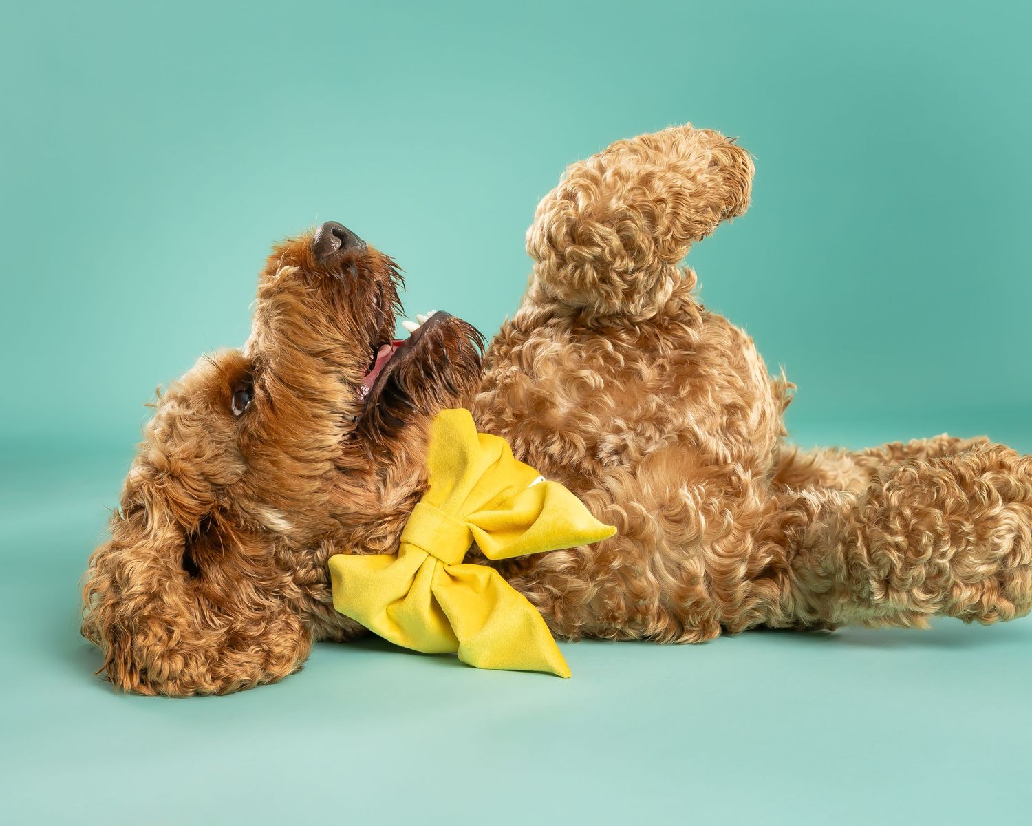 spoodle in yellow bow playing on alpine backdrop