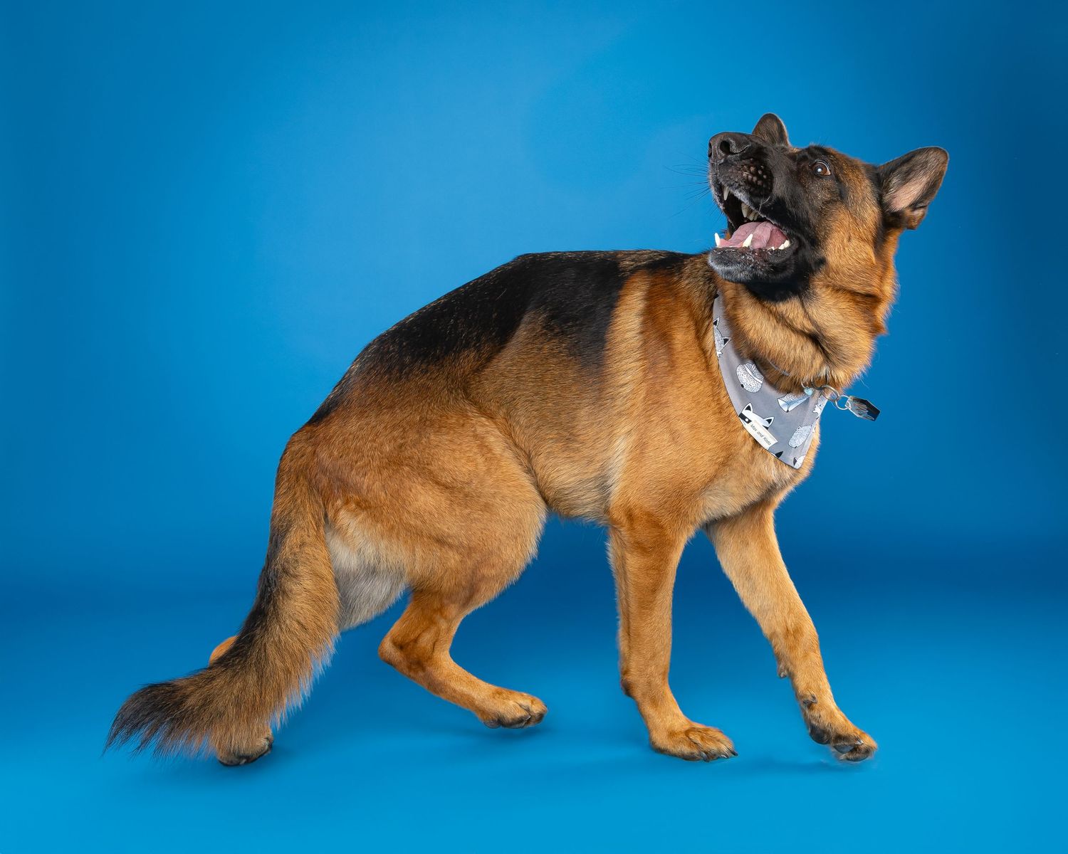 german shepherd spinningon blue background