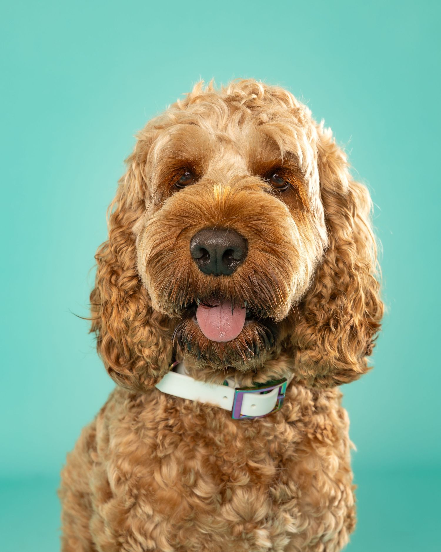 Spoodle smiling on Alpine