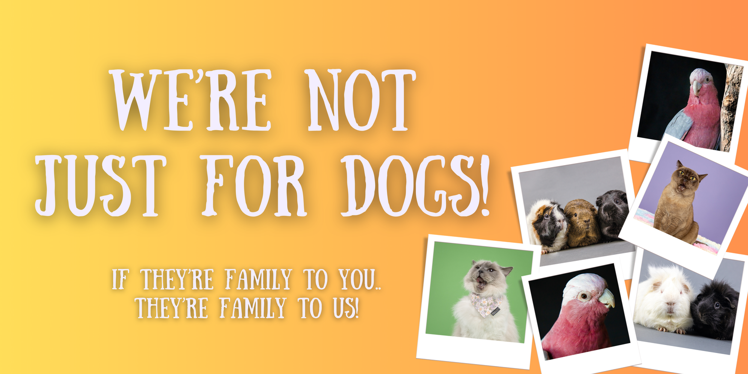 We're not just for dogs. All pets are welcome at KSPP