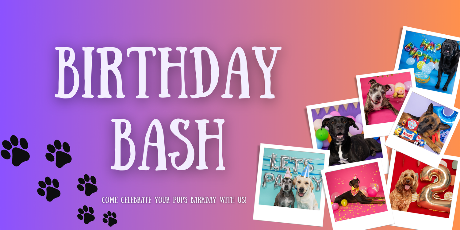 Koarlie Studios Pet Portraits Birthday Bash Package