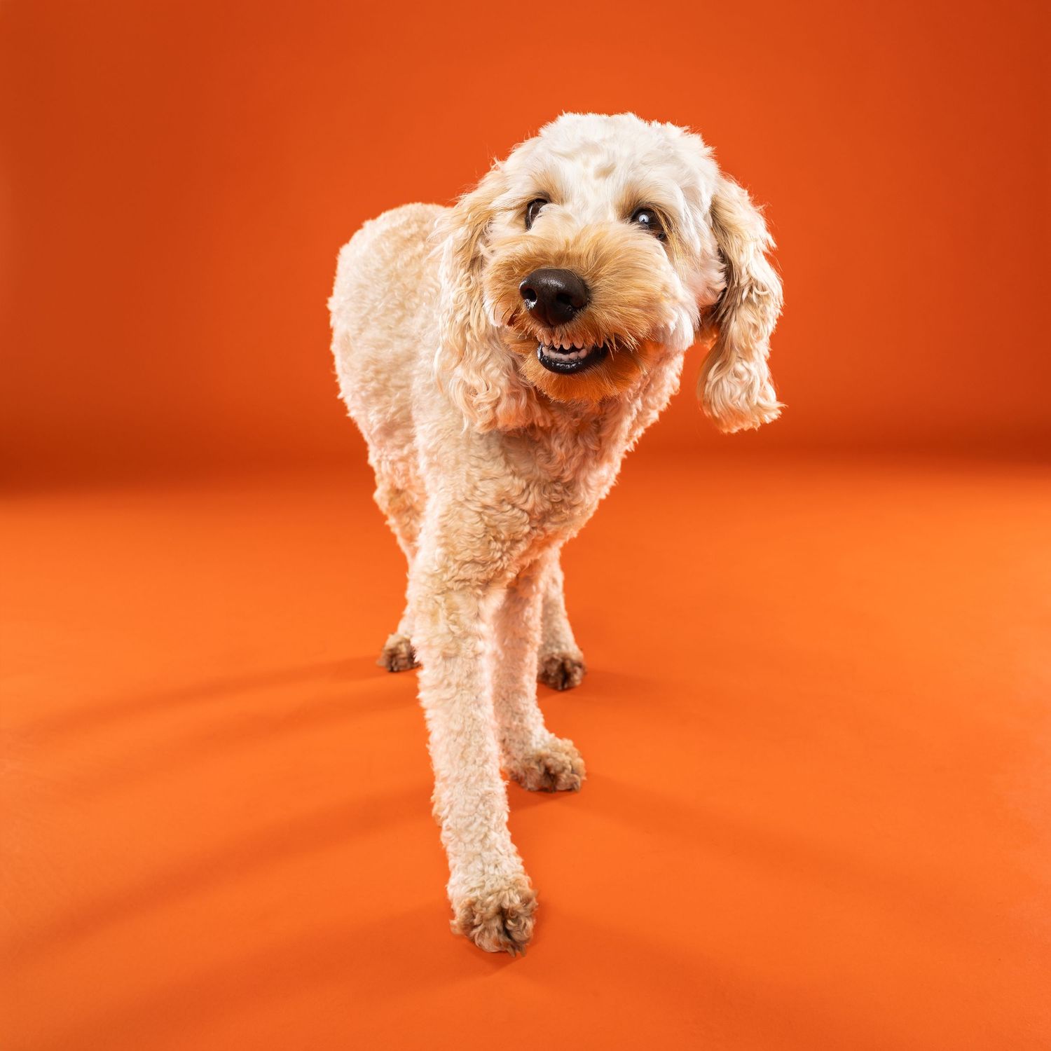 poodle cross smiling on orange backdrop