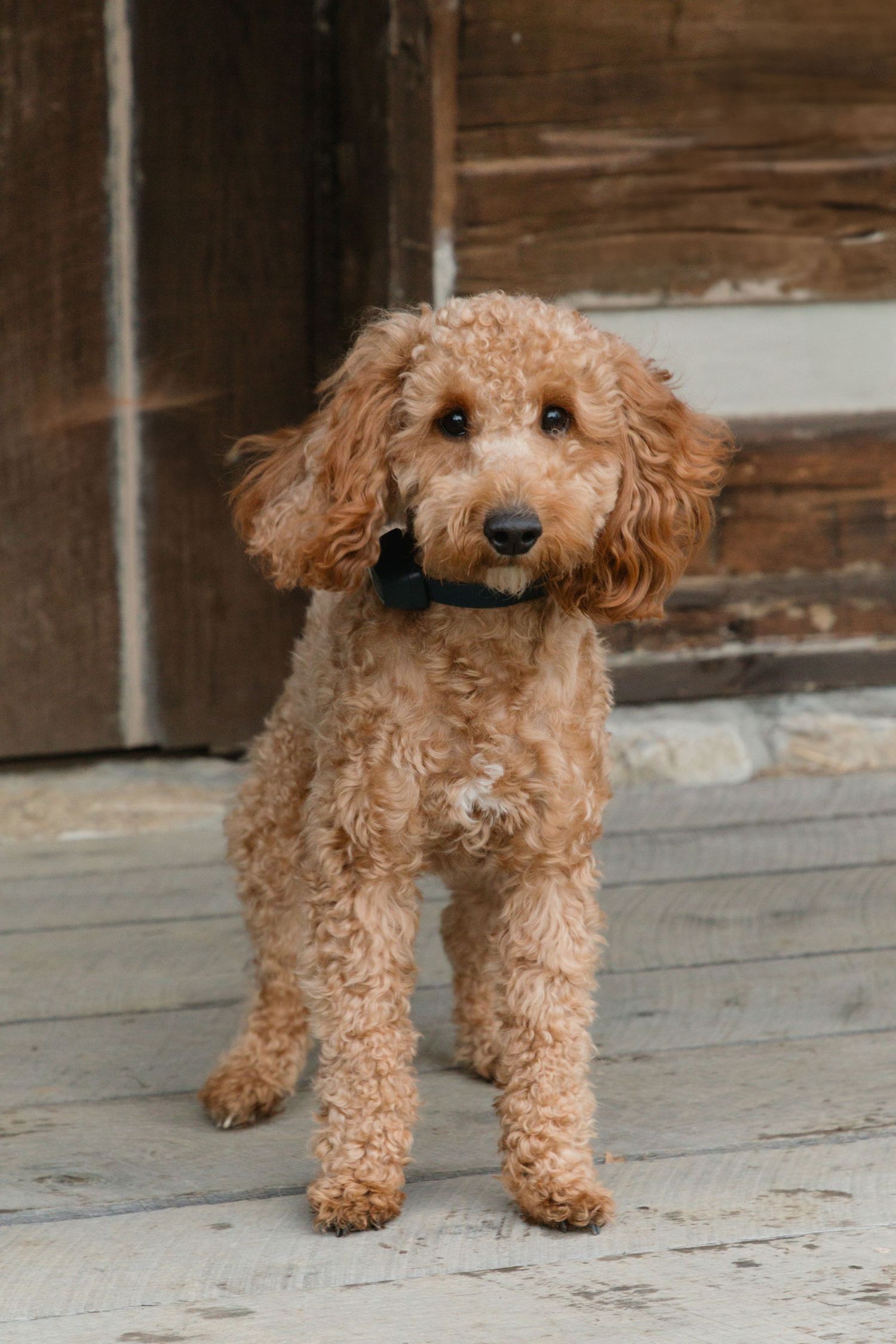 A fluffy golden Cockapoo puppy with curly fur stands on a wooden porch wearing a black collar.