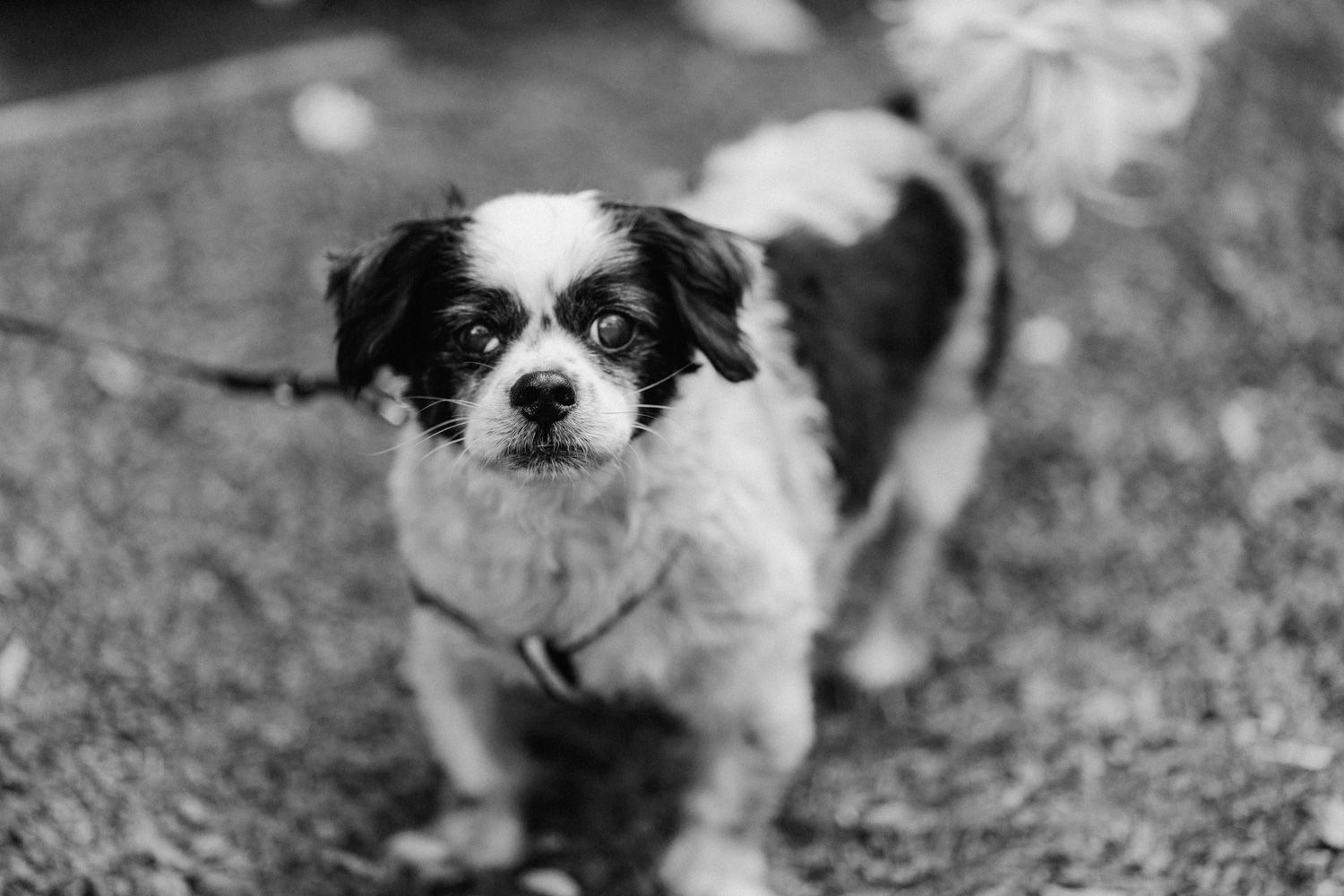 Black and white photo of a small fluffy dog on a leash standing on grass looking at the camera.