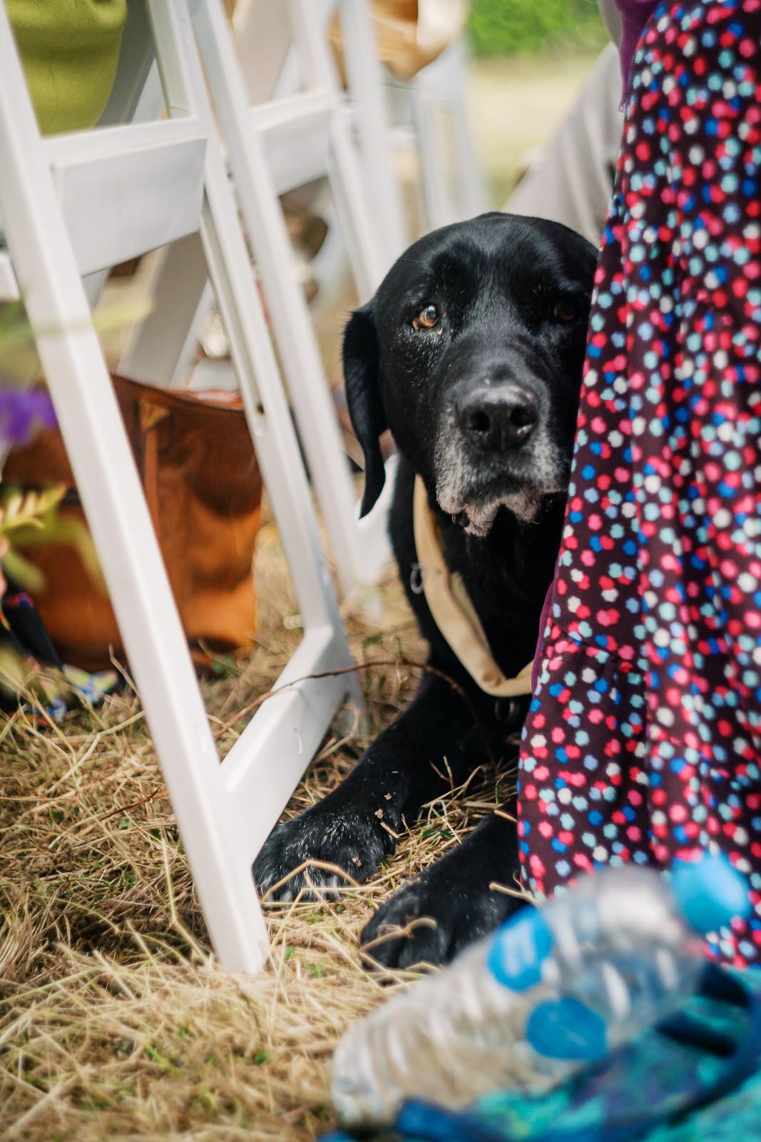 A black Labrador dog resting on hay beneath white chairs at an outdoor event, beside a person in a floral dress.