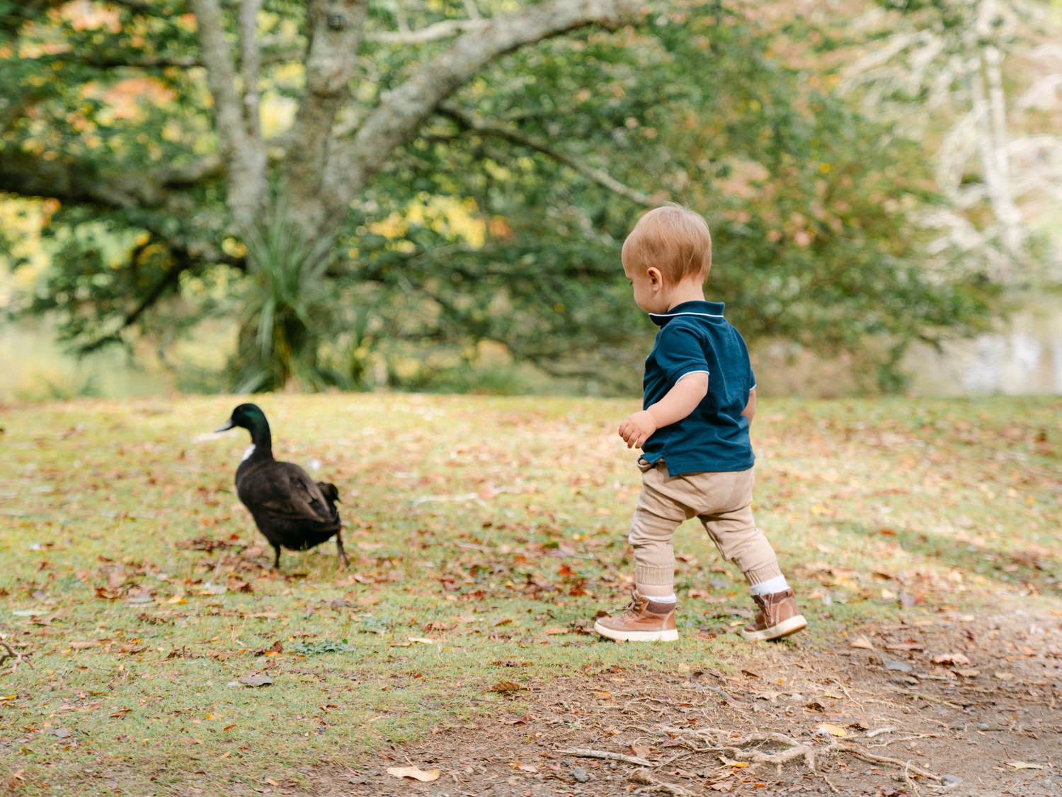 Toddler in teal hoodie chasing a black duck on a grassy park path surrounded by autumn trees.