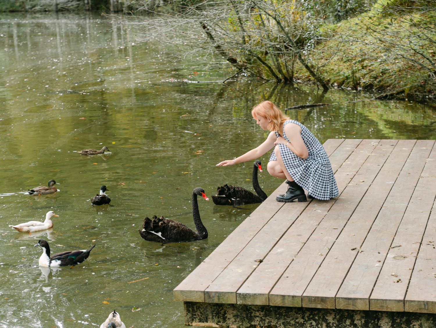 Girl in blue dress feeding black swans and ducks from a wooden dock beside a serene green pond.