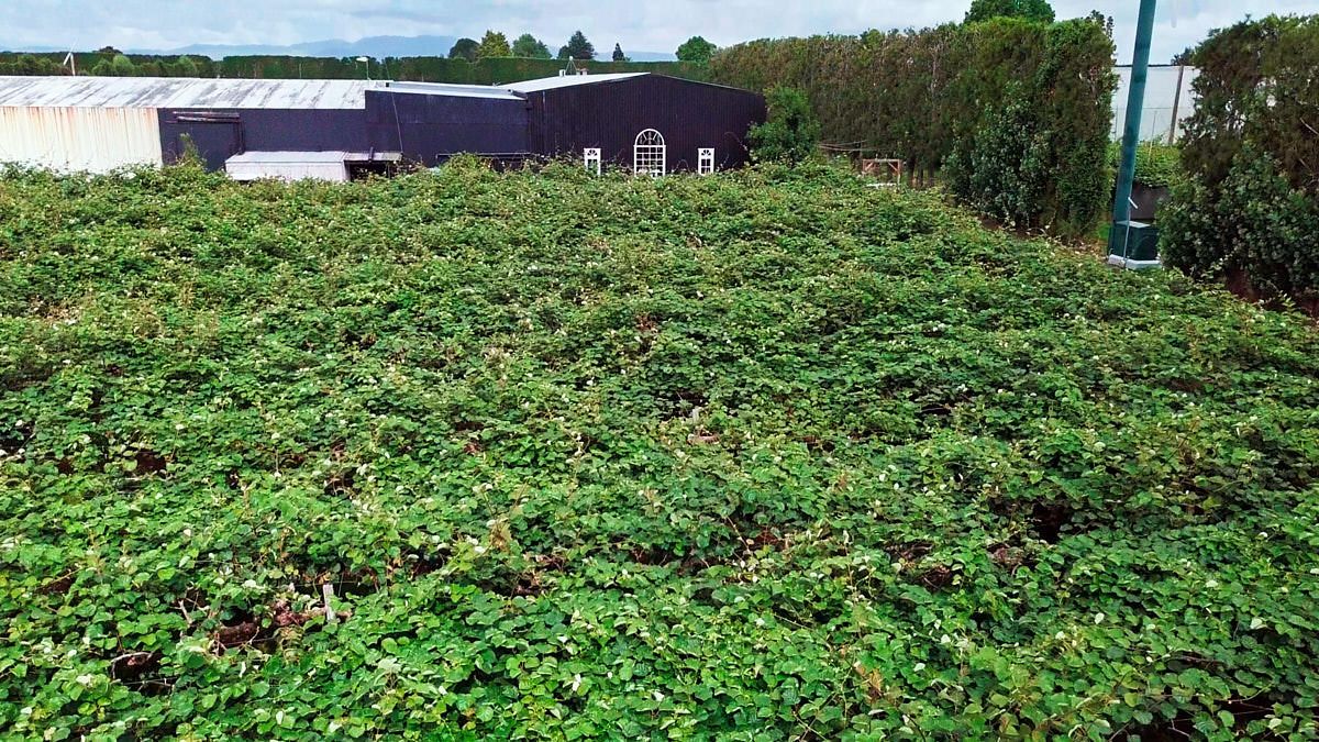 Lush green roof covered with dense vegetation on a modern building surrounded by trees.