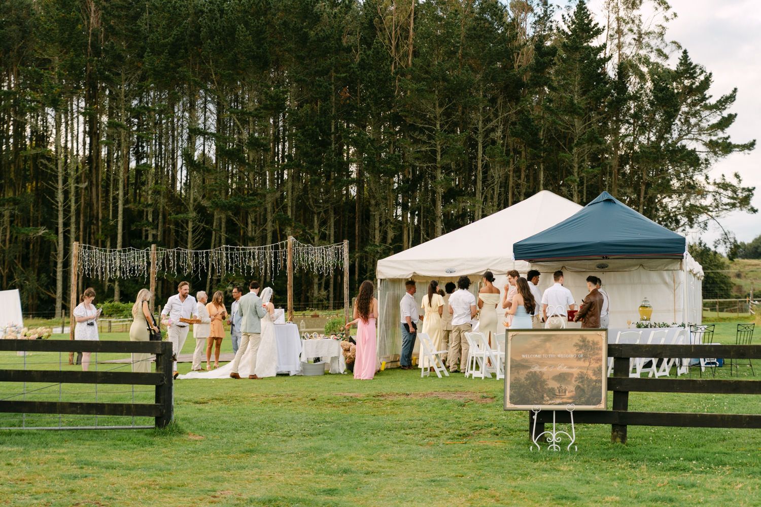 Outdoor wedding reception on green lawn with white tent, guests mingling, surrounded by tall pine trees.
