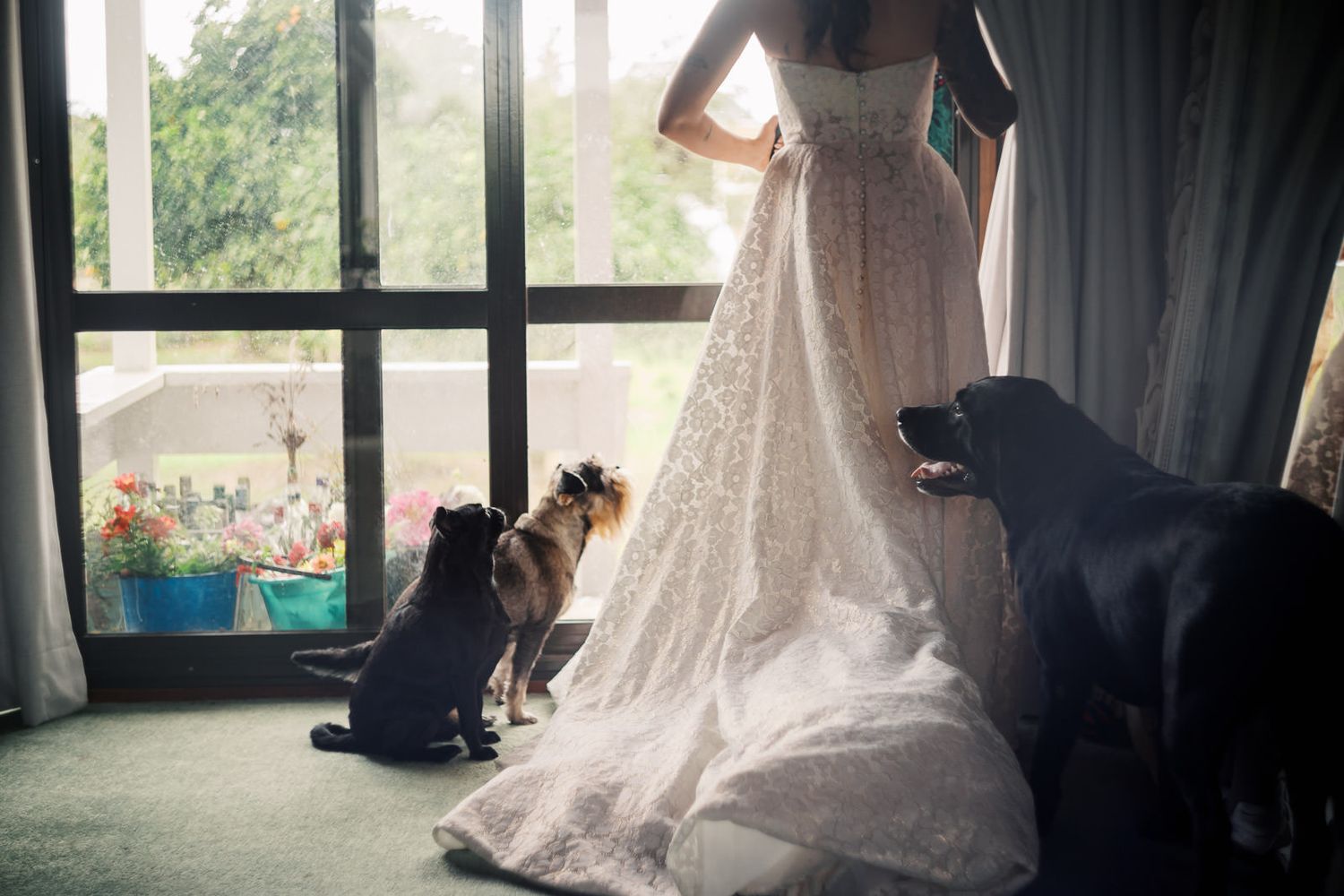 Bride in white lace wedding gown standing by window with two dogs beside her on green carpet.