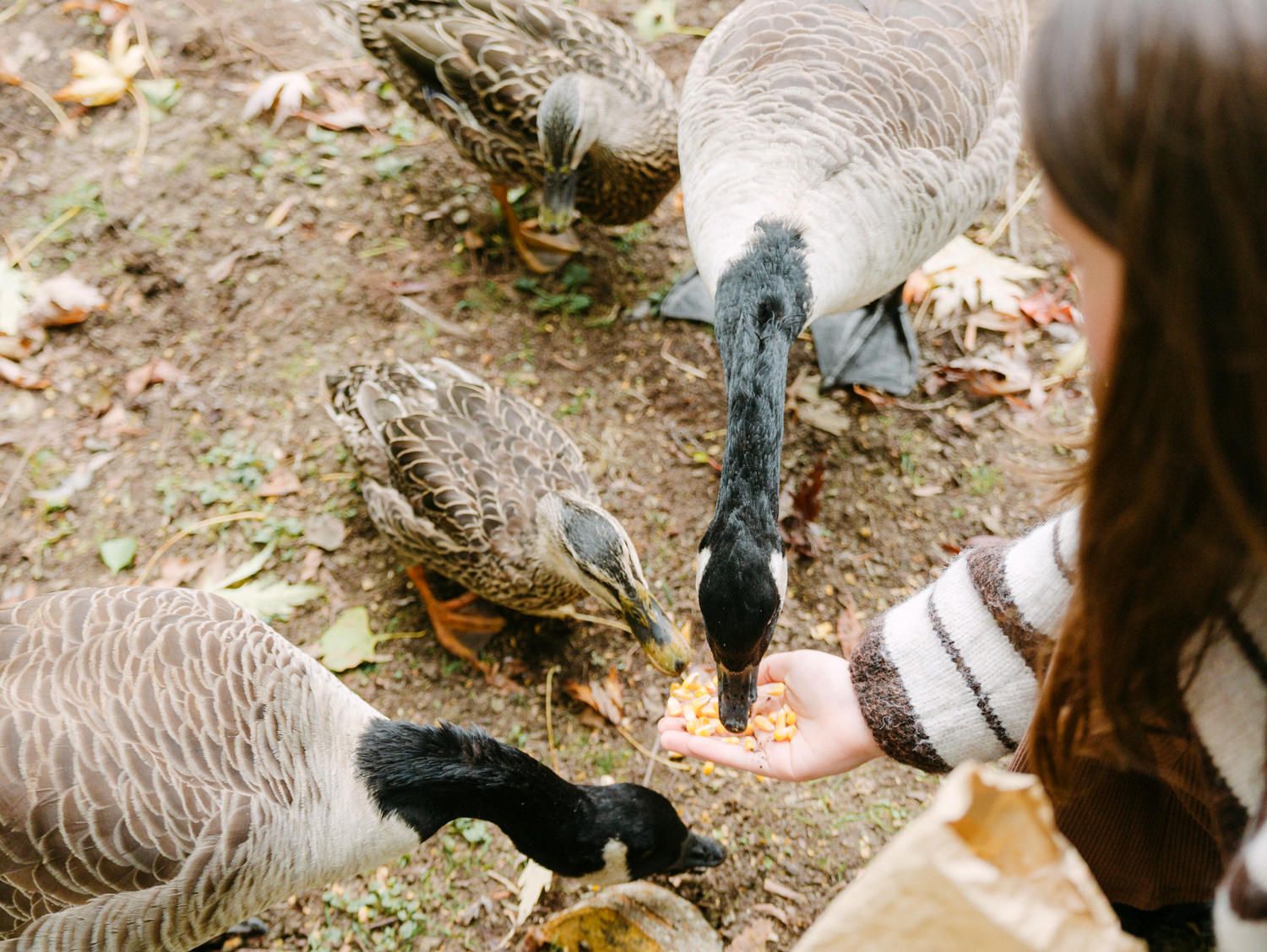 A young woman hand-feeding corn to a group of geese and ducks outdoors on the ground.