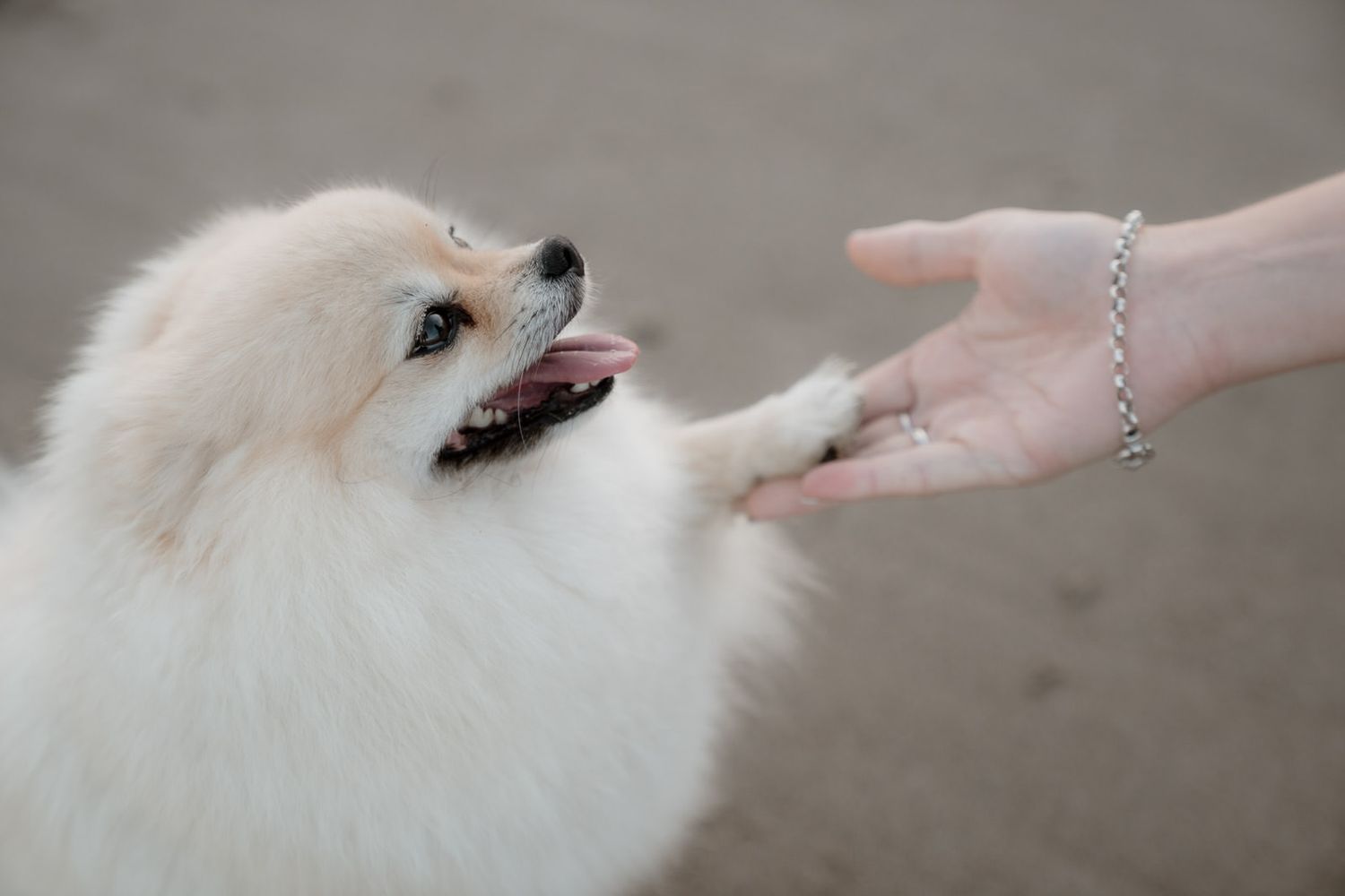 Fluffy white Pomeranian dog giving paw to a human hand wearing a silver bracelet.