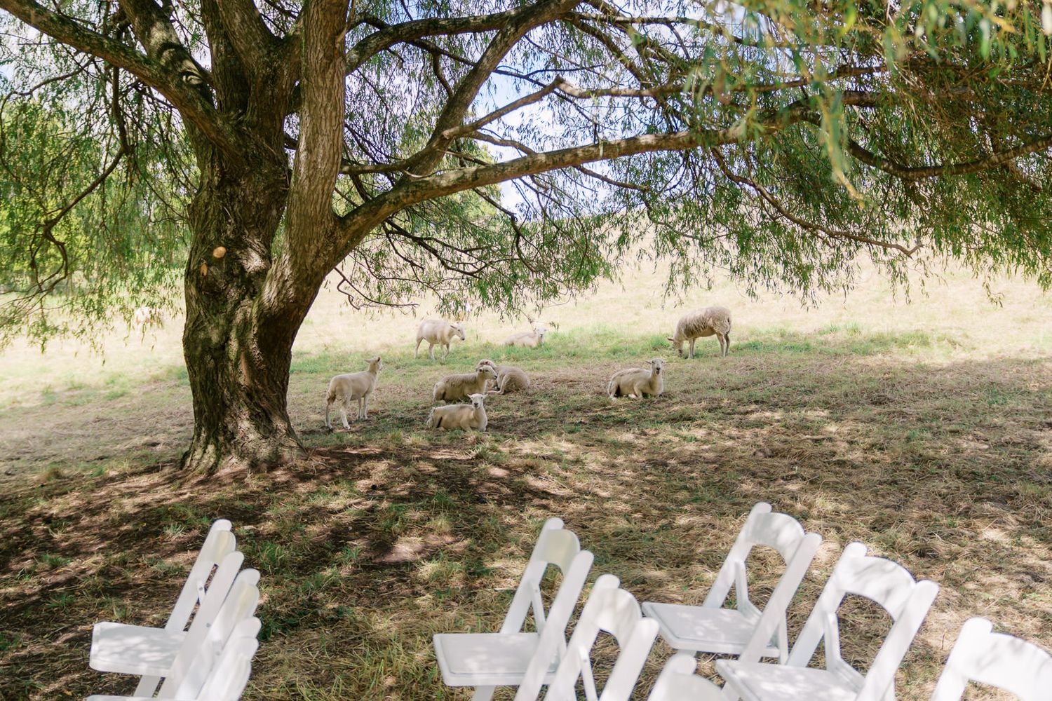 White folding chairs arranged outdoors under a large tree with sheep grazing in the sunlit field behind them.