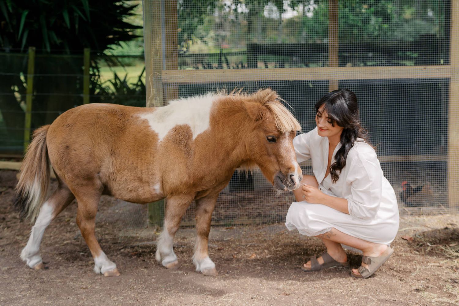 Woman in white dress crouching beside a small brown and white Shetland pony in an outdoor enclosure.