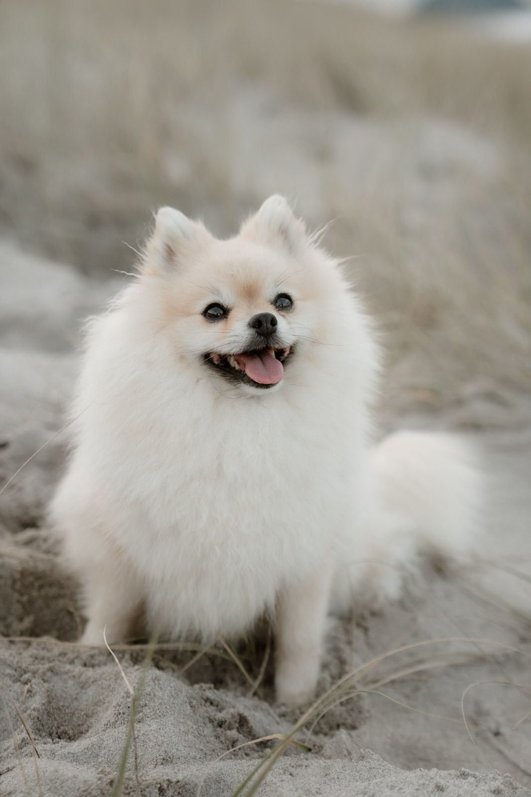 Fluffy white Pomeranian dog sitting on sandy beach with tongue out, looking happy and playful outdoors.