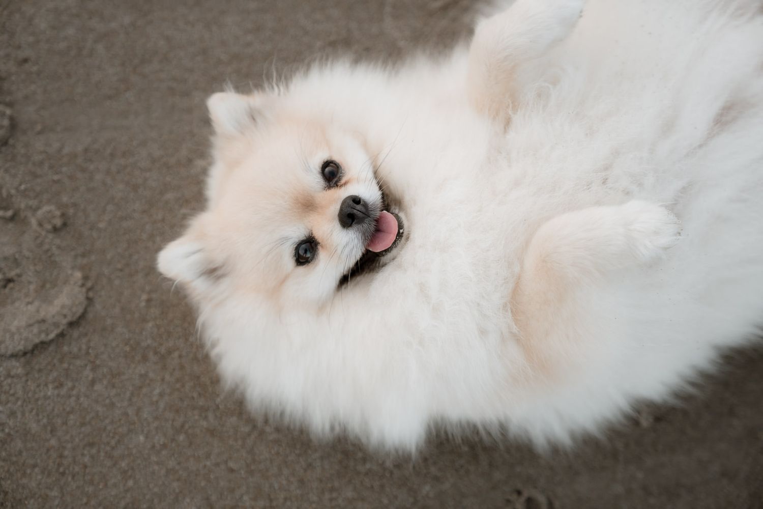 Adorable fluffy white Pomeranian puppy lying on sand at the beach with tongue out looking up.