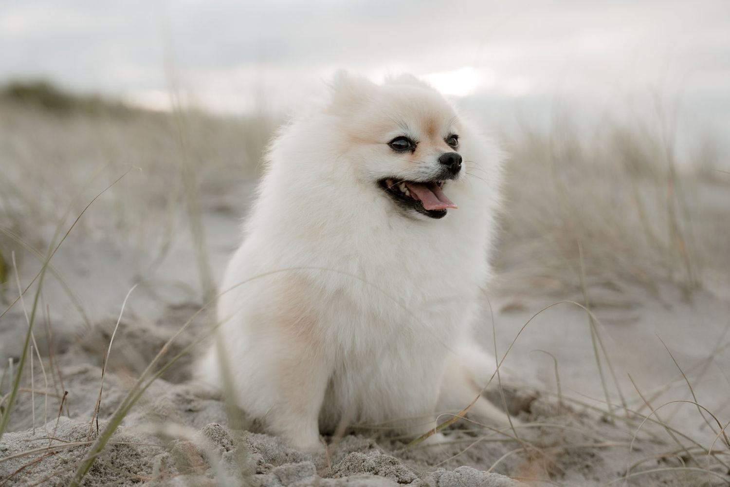 Fluffy white Pomeranian dog sitting on sandy beach dunes with grass, mouth open and tongue out.
