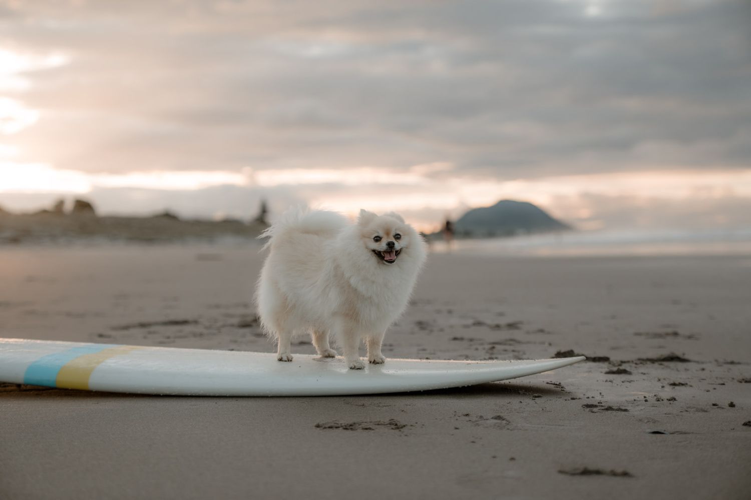 A fluffy white Pomeranian dog stands on a surfboard on a sandy beach with a dramatic cloudy sky backdrop.
