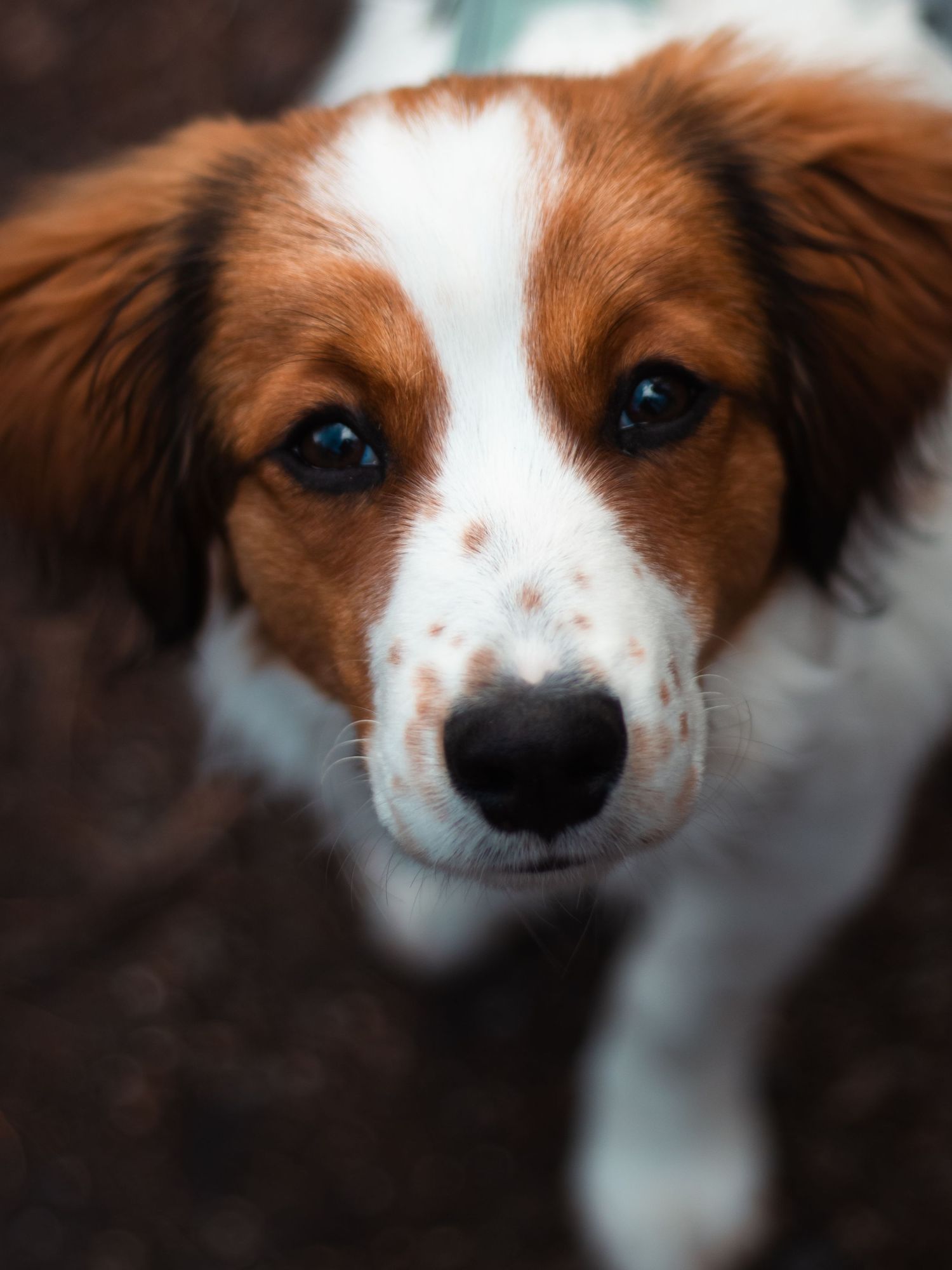 Hundeshooting - Welpe / Welpenshooting.