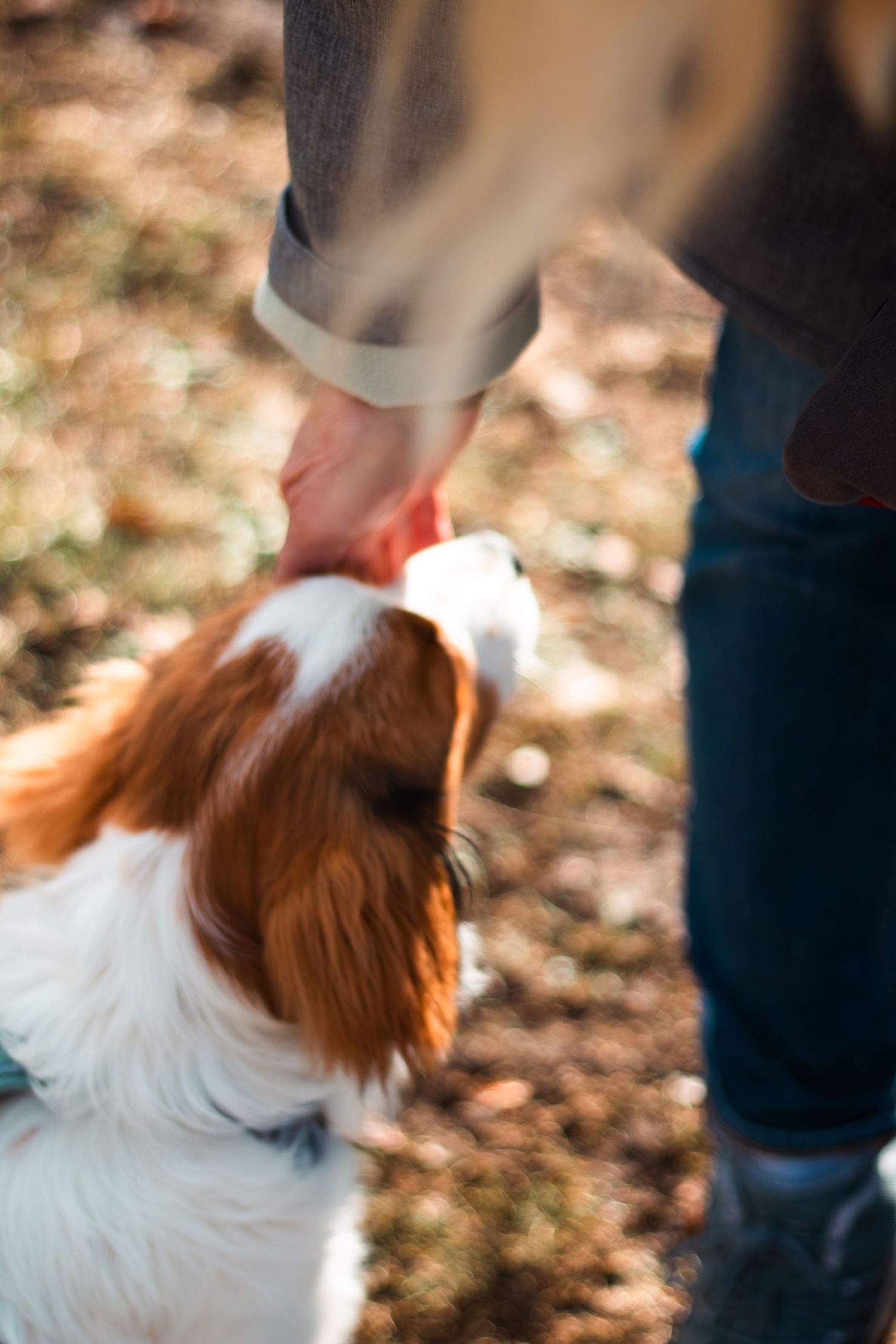 Hundeshooting - Welpe / Welpenshooting.
