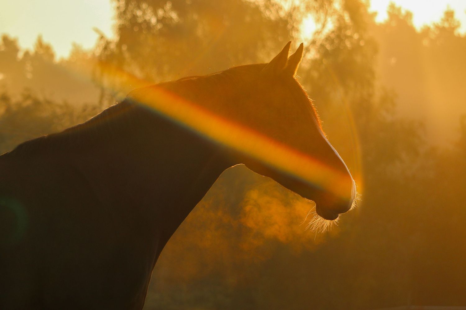 Pferd in Regenbogen-Licht.
Horse.