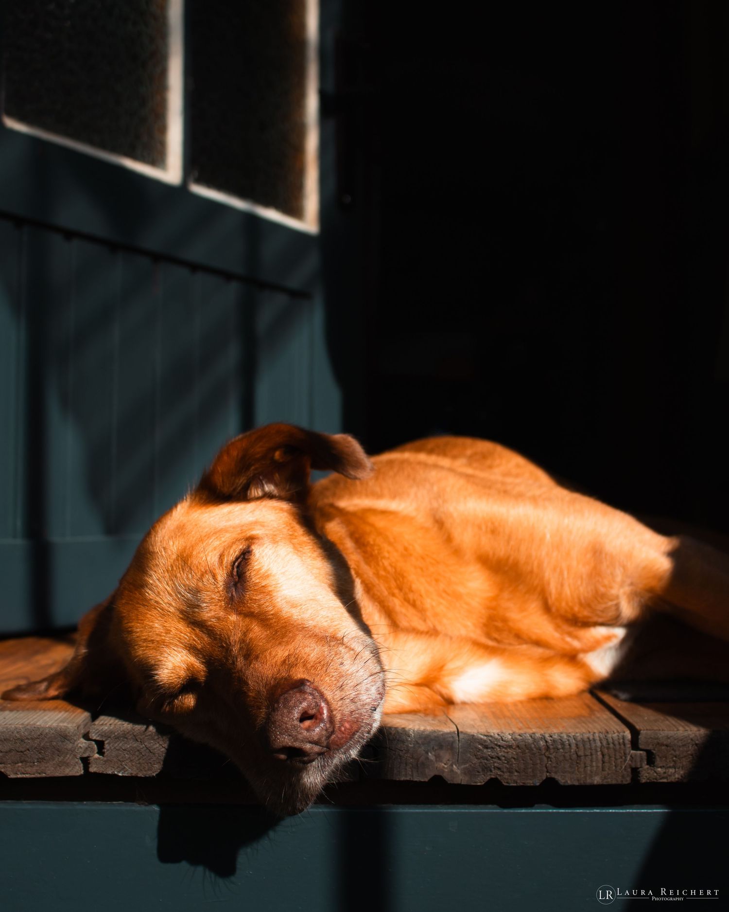 Authentisches Foto von entspanntem Hund beim Schlafen.