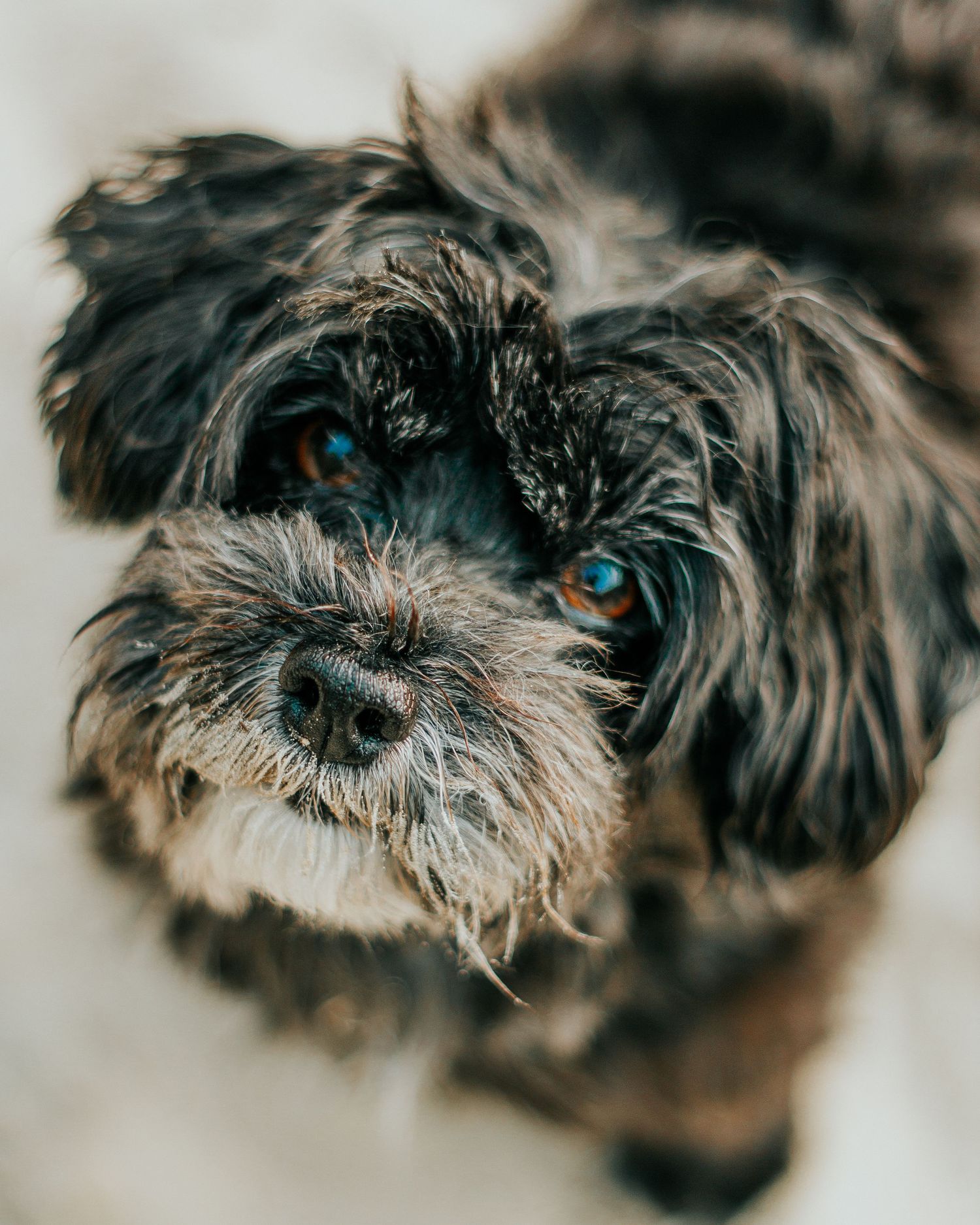 Hundeshooting - Havanese im Sand