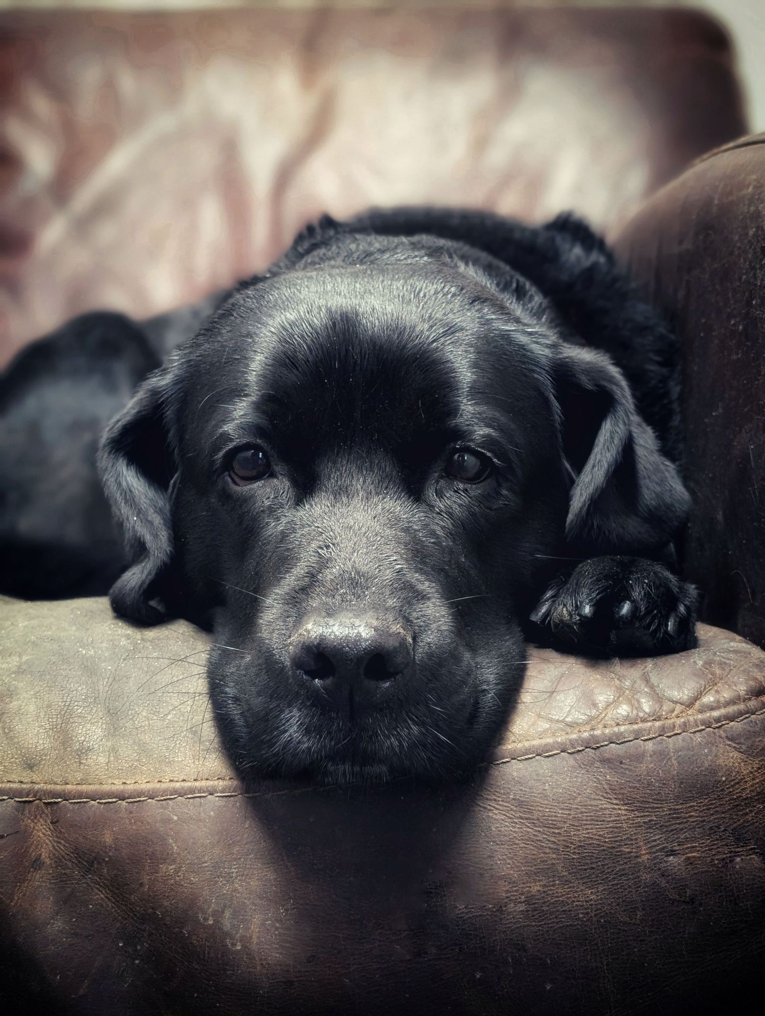 Dog portrait photography in Leeds, Yorkshire, capturing each dog’s personality in a relaxed setting.  This image is a black retriever puppy