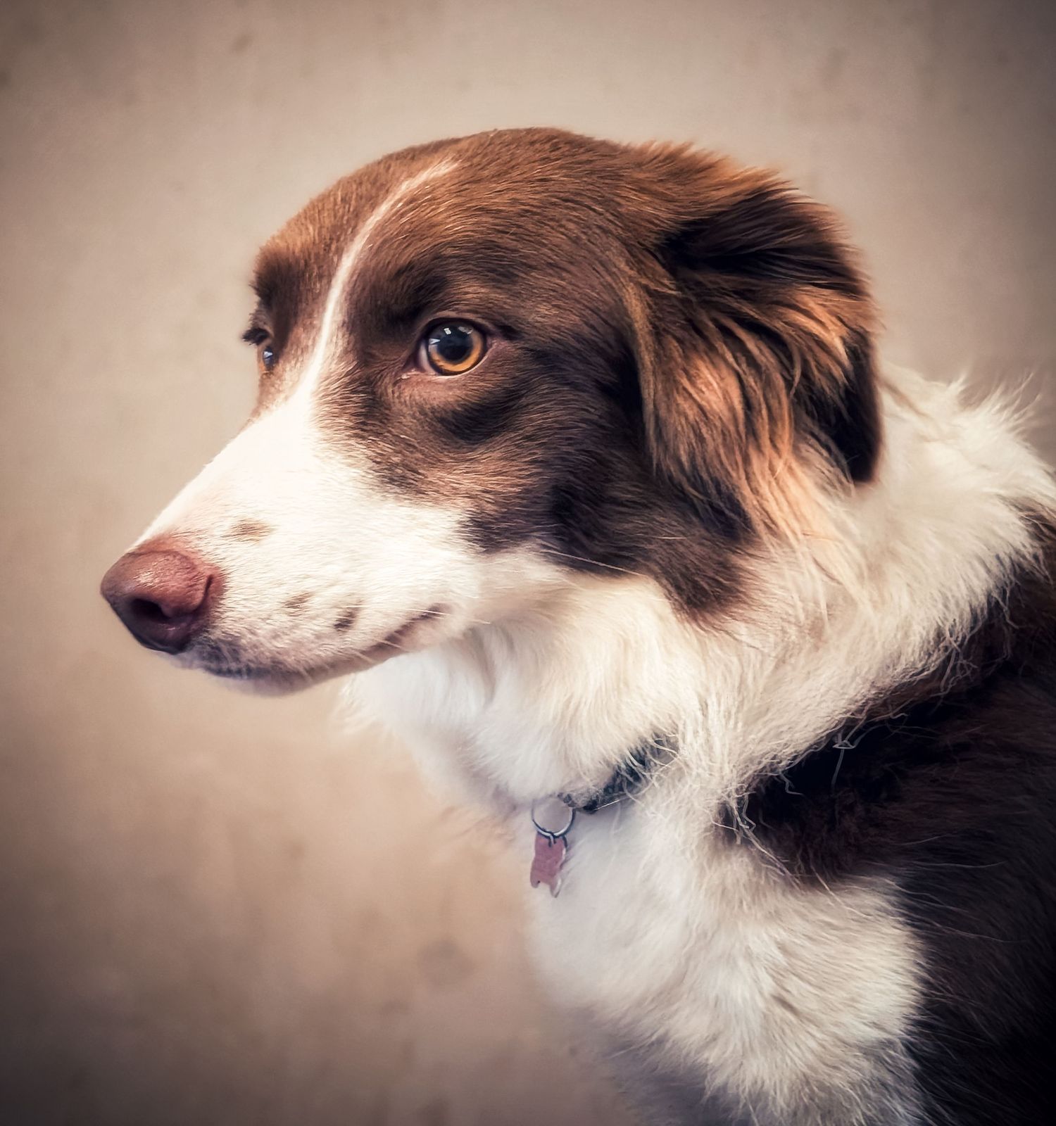 Natural dog portrait photography in Leeds, Yorkshire. This image is a colour shot of a border Collie.