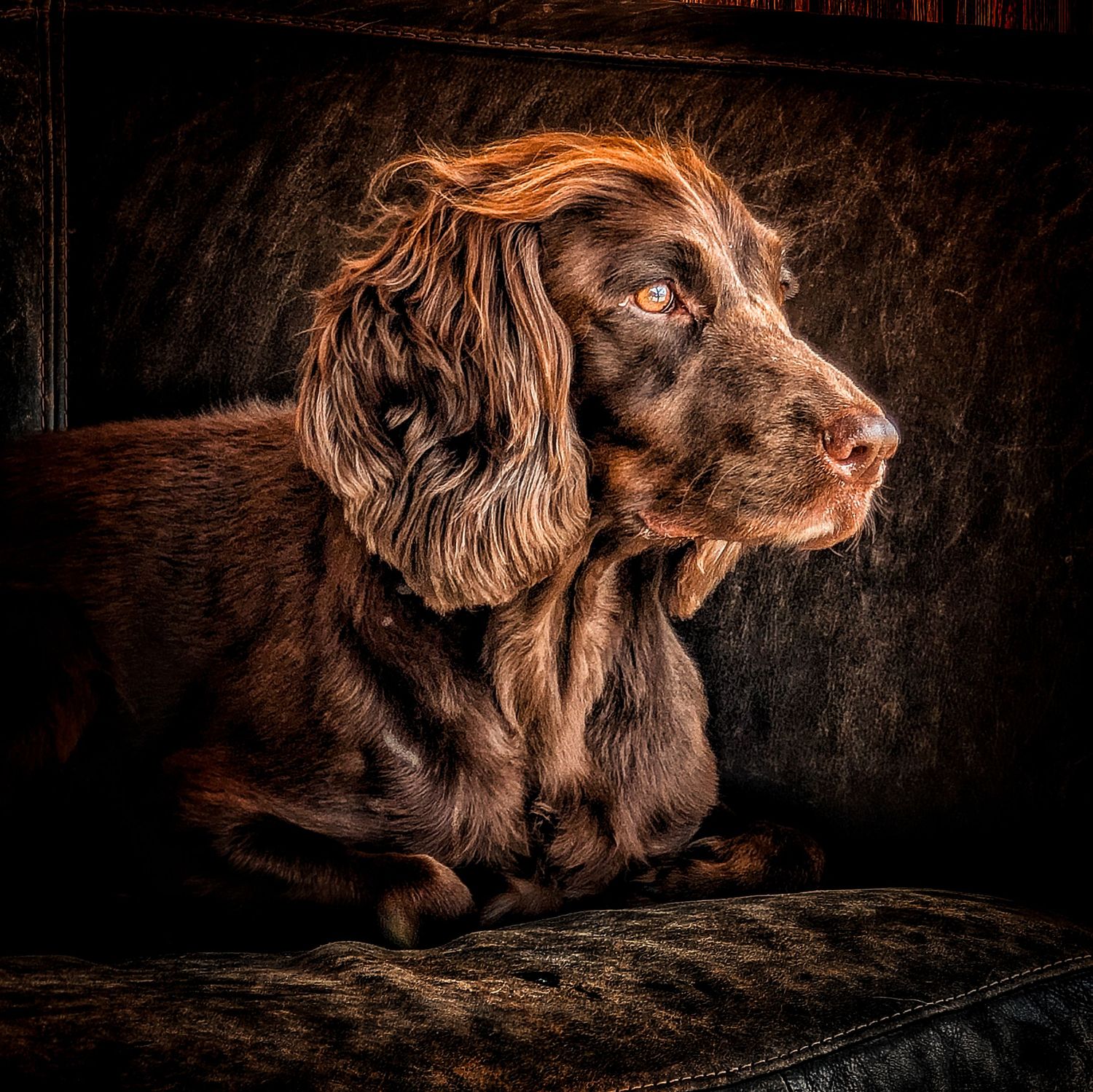 Dog portrait photography in Leeds, Yorkshire, capturing each dog’s personality in a relaxed setting.
